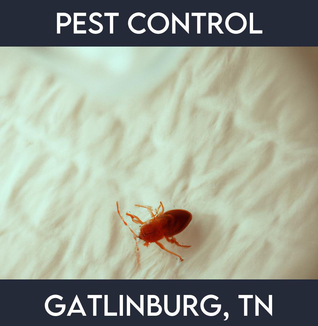pest control in Gatlinburg Tennessee