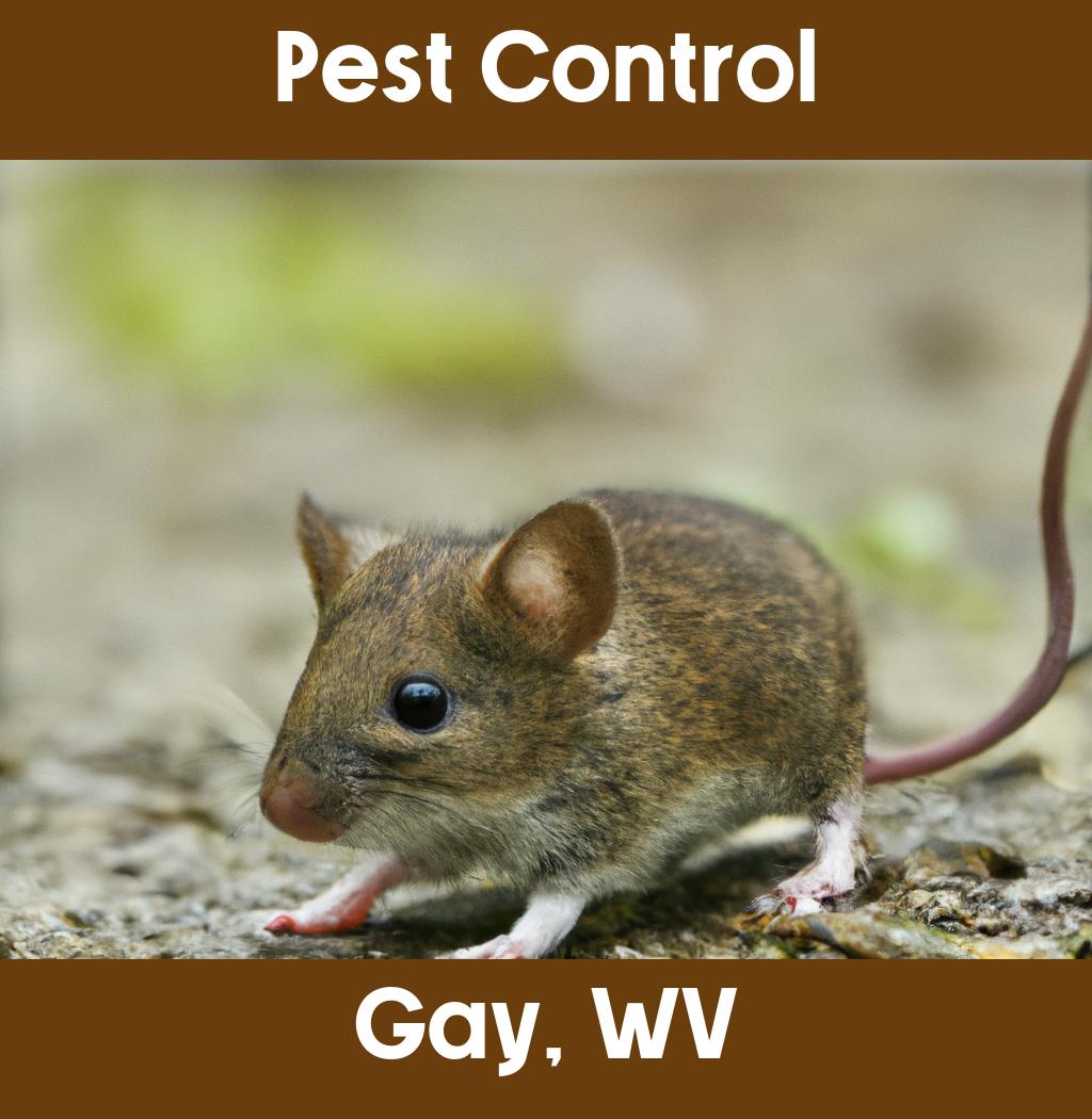 pest control in Gay West Virginia