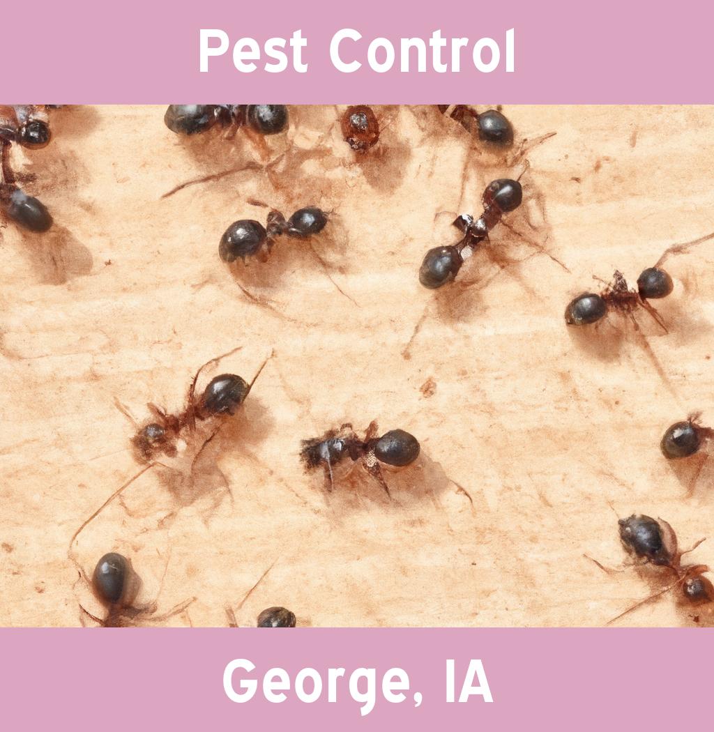 pest control in George Iowa
