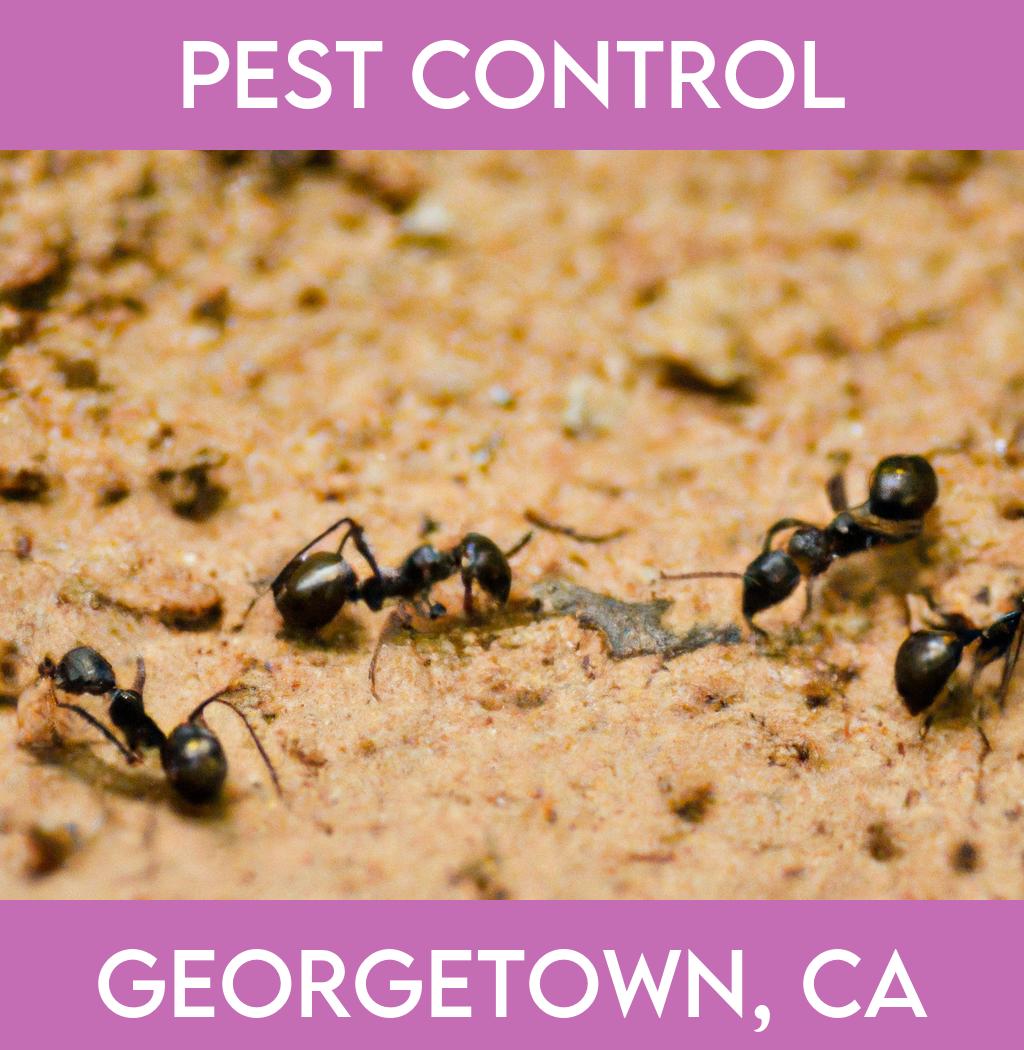 pest control in Georgetown California