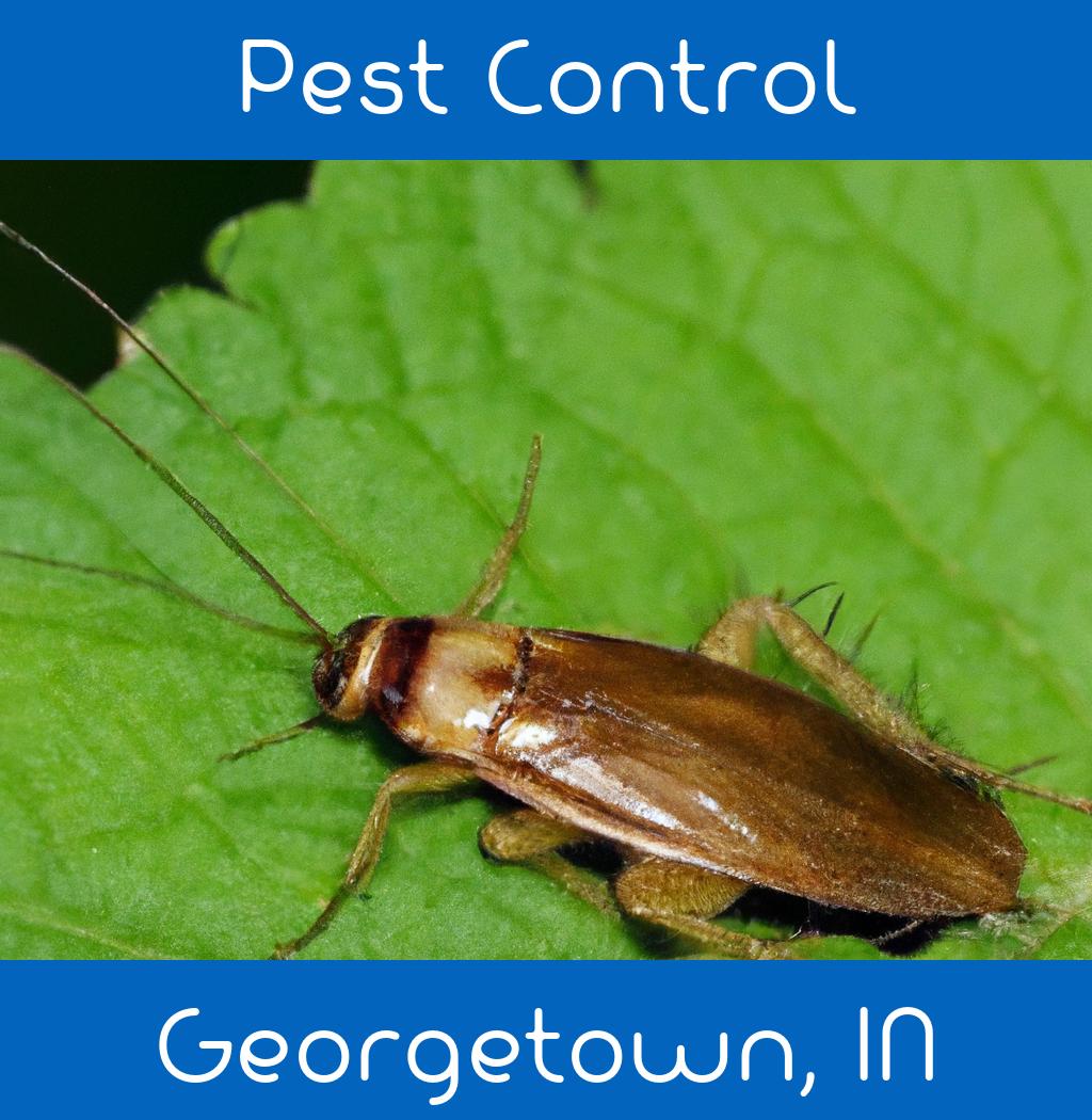 pest control in Georgetown Indiana