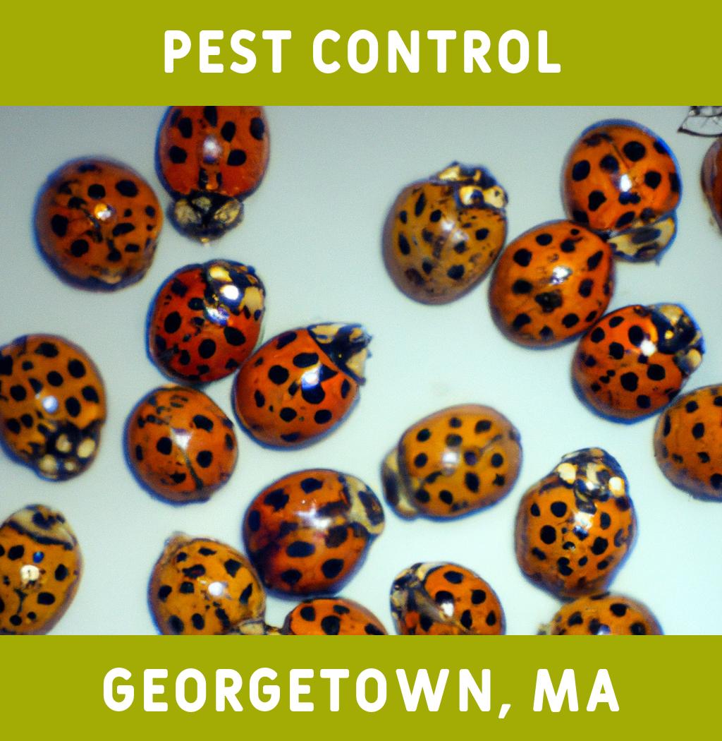 pest control in Georgetown Massachusetts