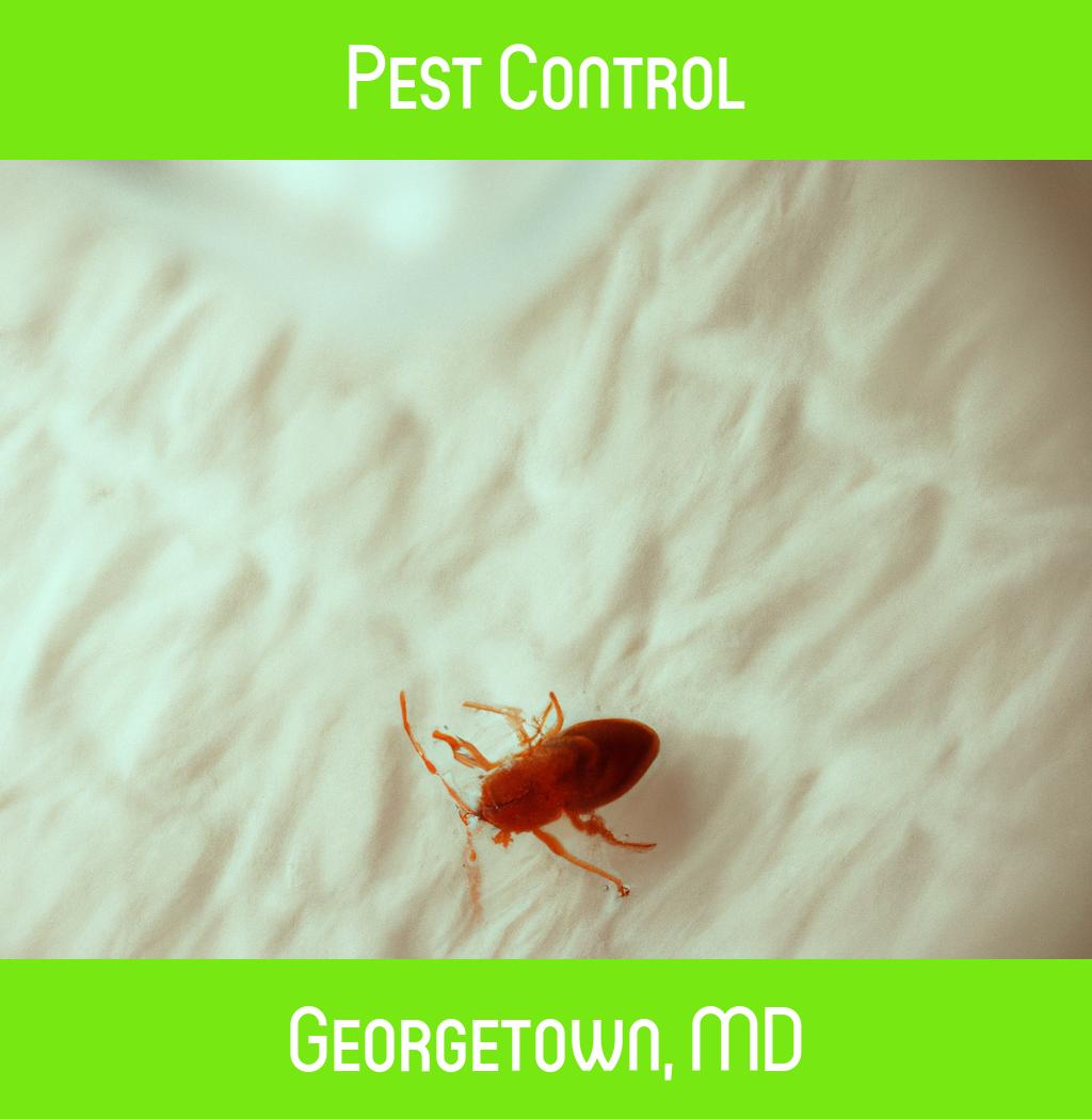 pest control in Georgetown Maryland
