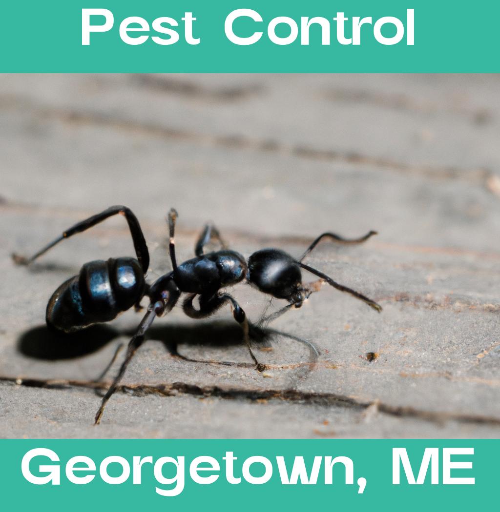 pest control in Georgetown Maine