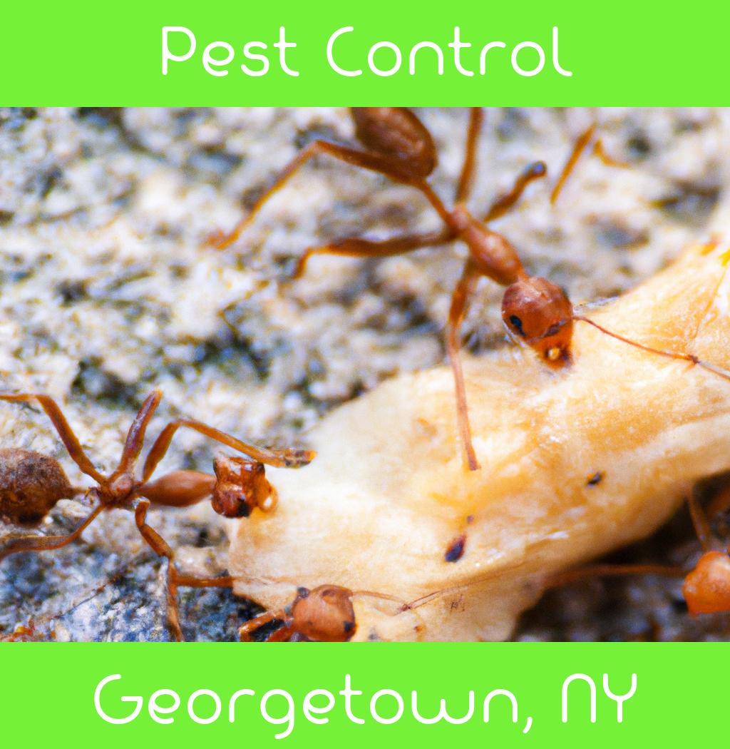 pest control in Georgetown New York