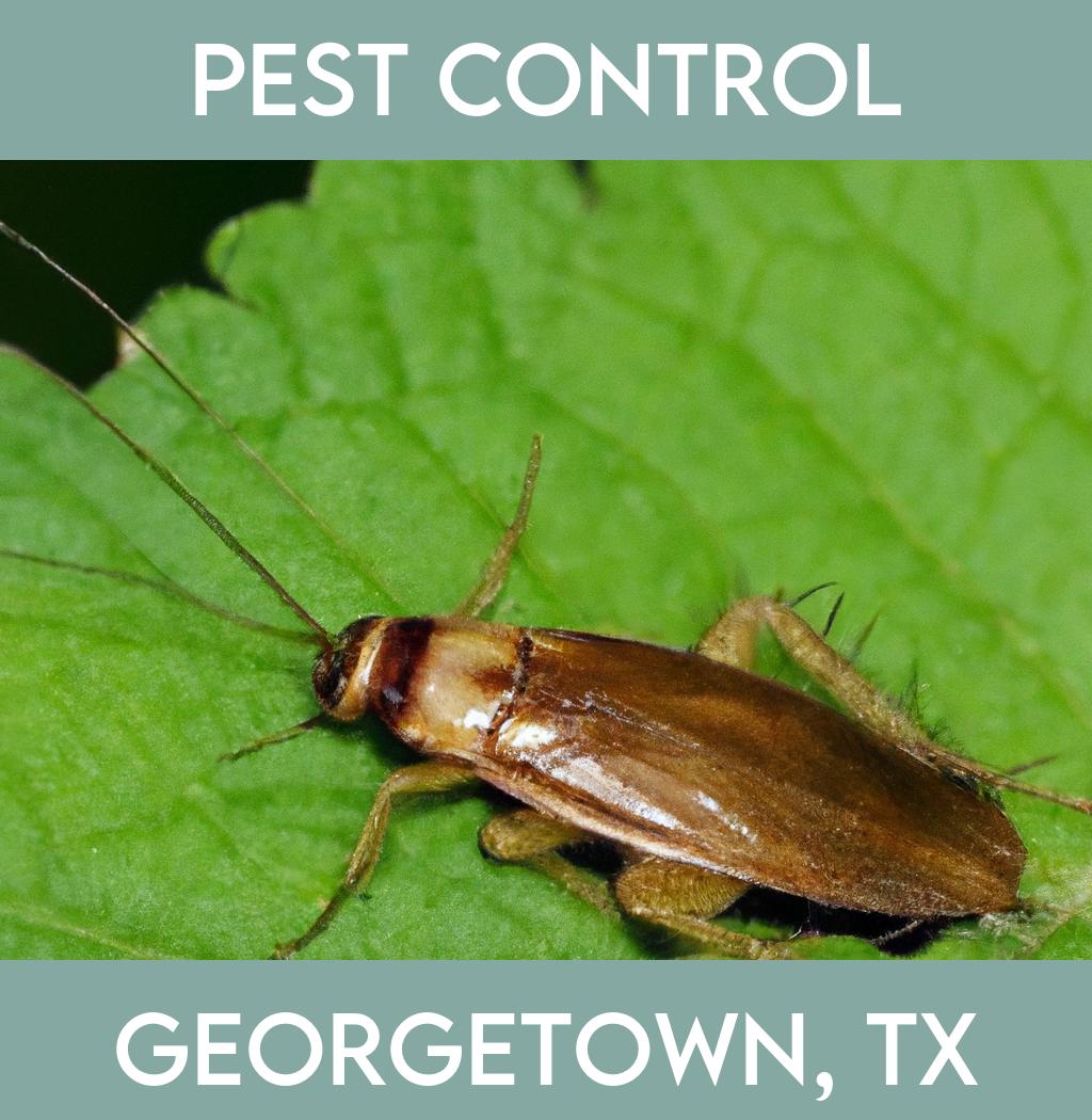 pest control in Georgetown Texas