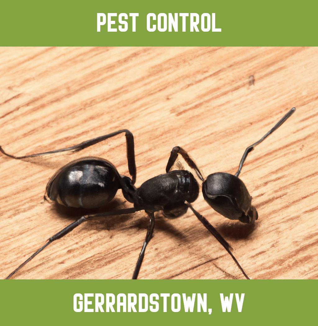 pest control in Gerrardstown West Virginia