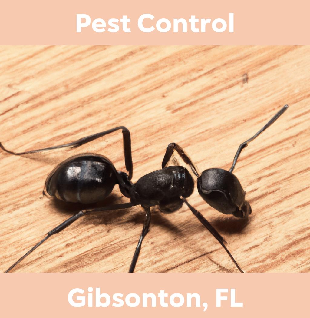 pest control in Gibsonton Florida