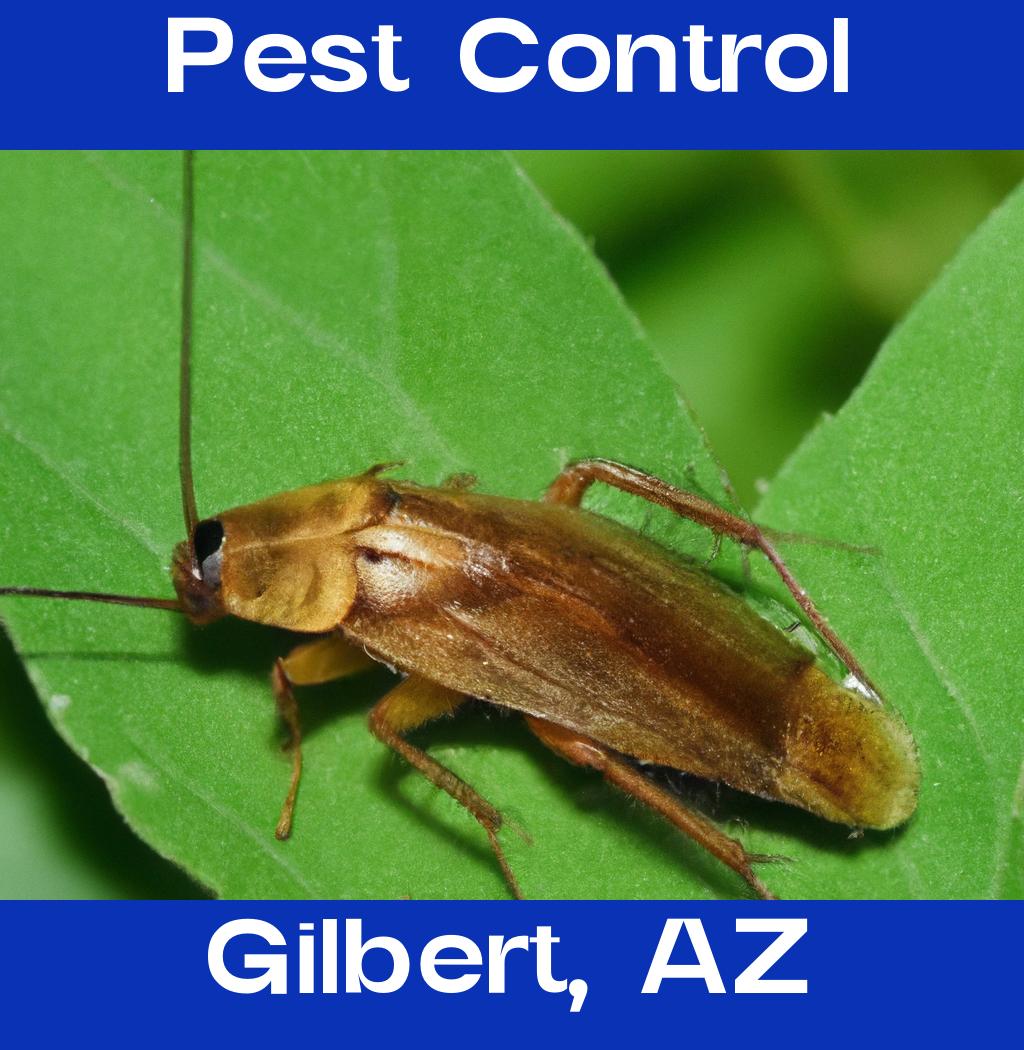 pest control in Gilbert Arizona