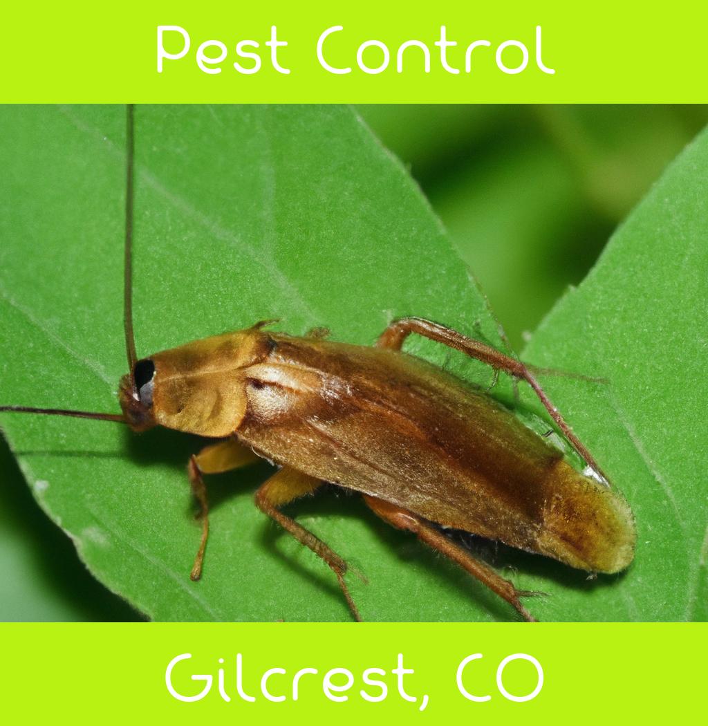 pest control in Gilcrest Colorado