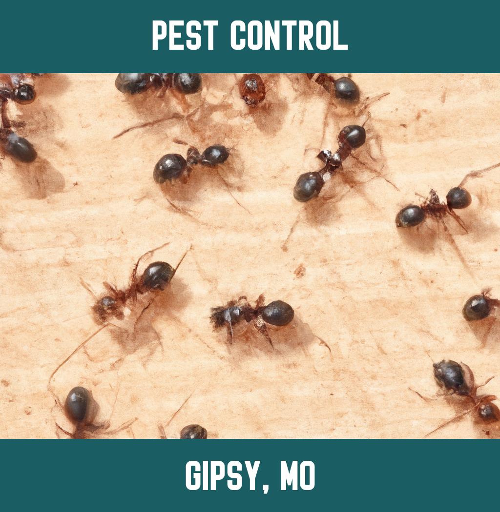 pest control in Gipsy Missouri