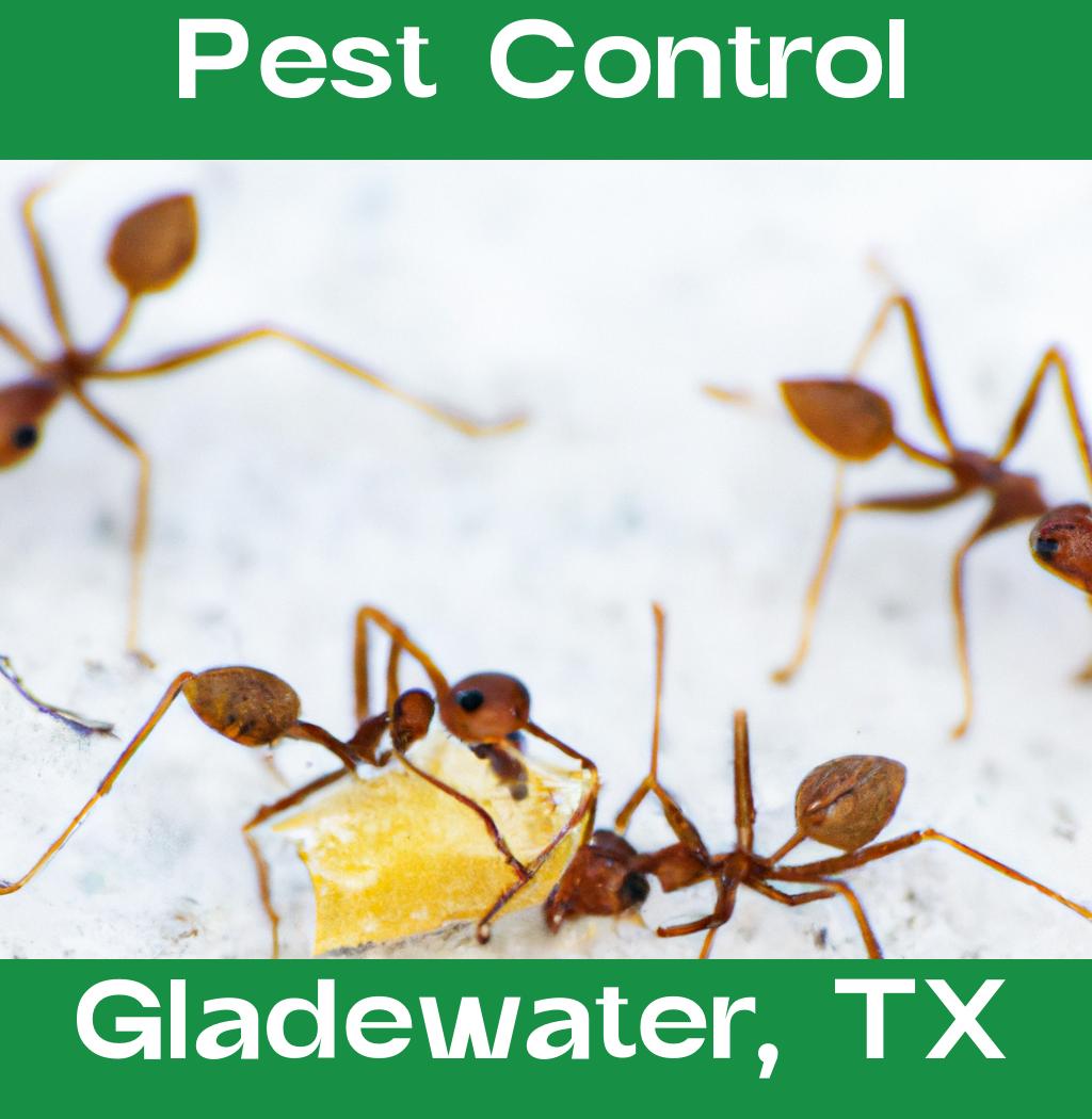pest control in Gladewater Texas