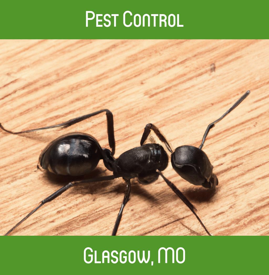pest control in Glasgow Missouri