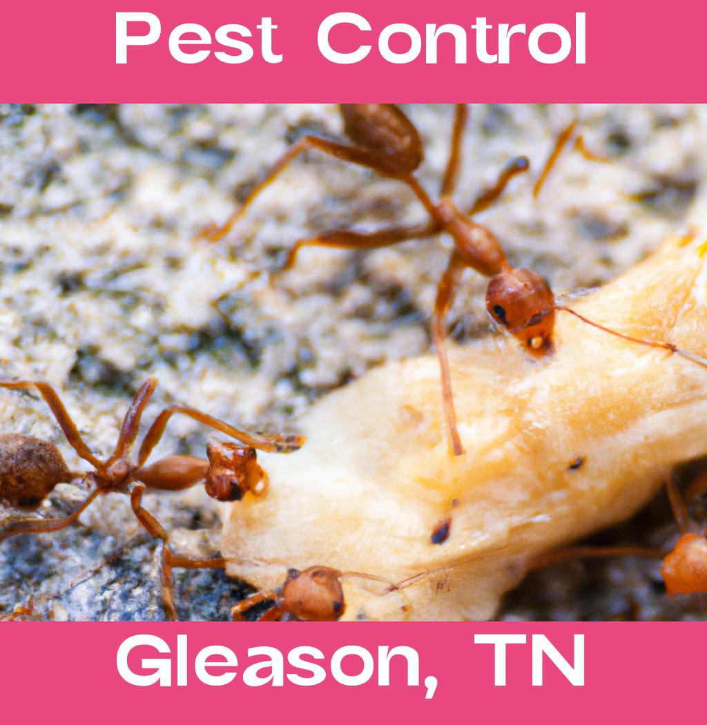 pest control in Gleason Tennessee
