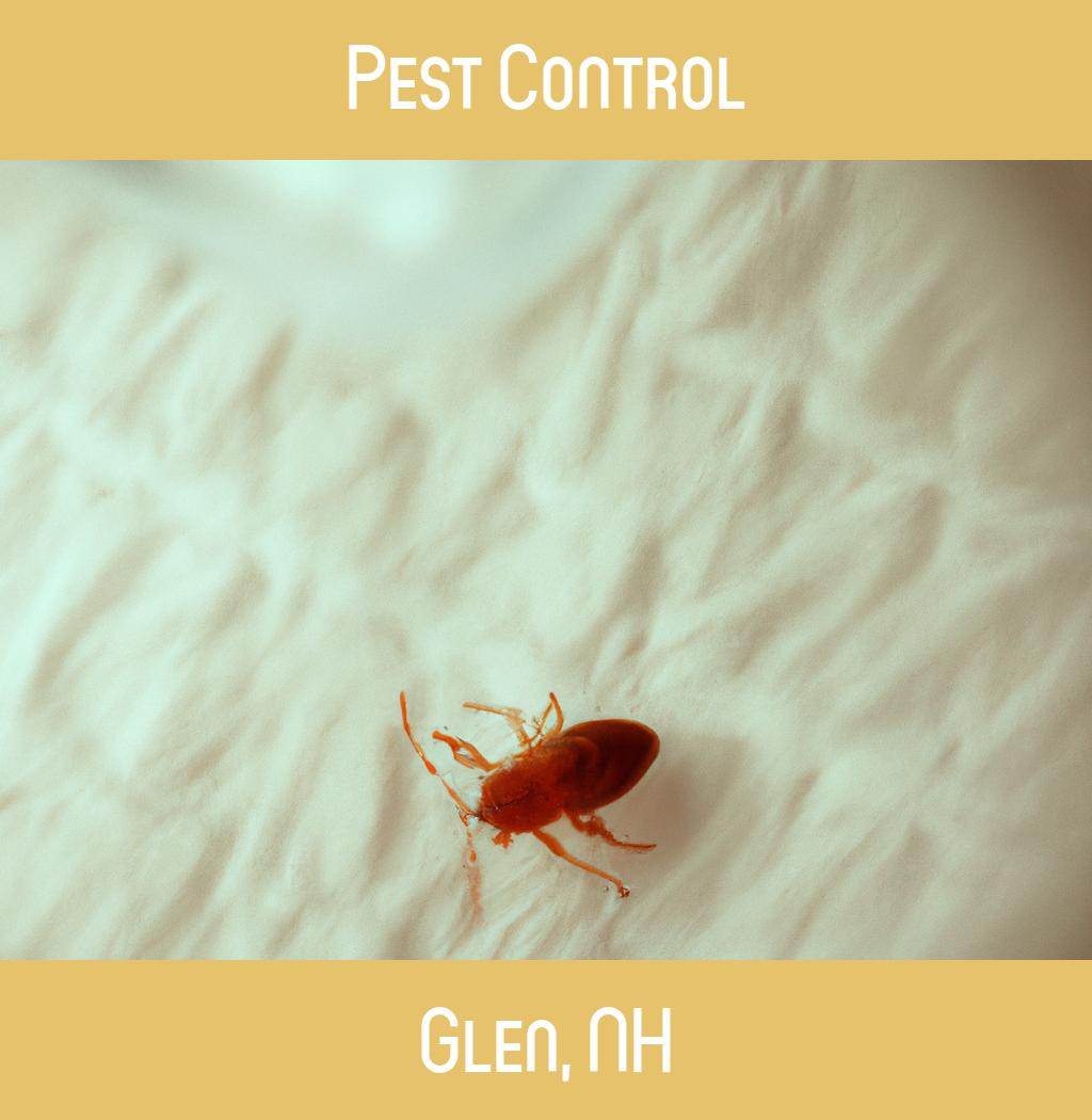 pest control in Glen New Hampshire