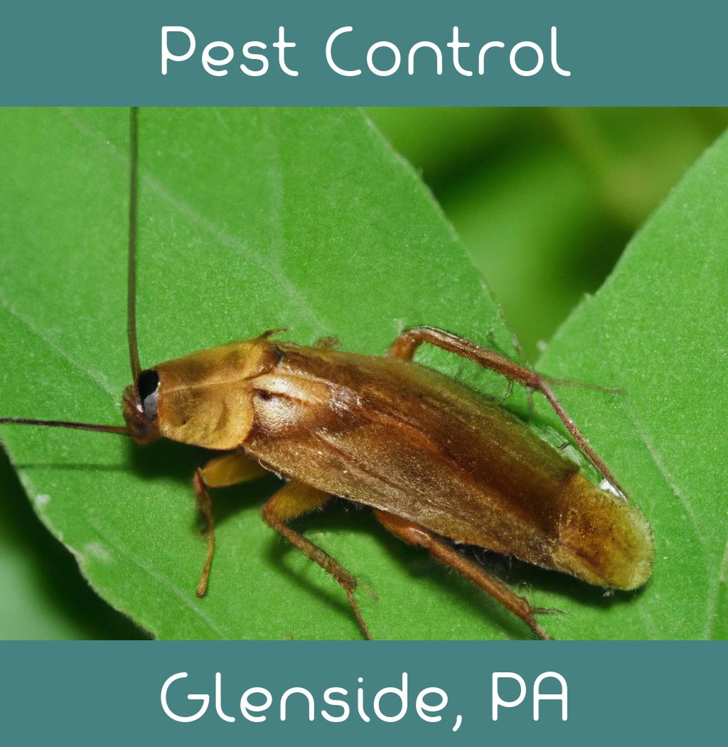 pest control in Glenside Pennsylvania