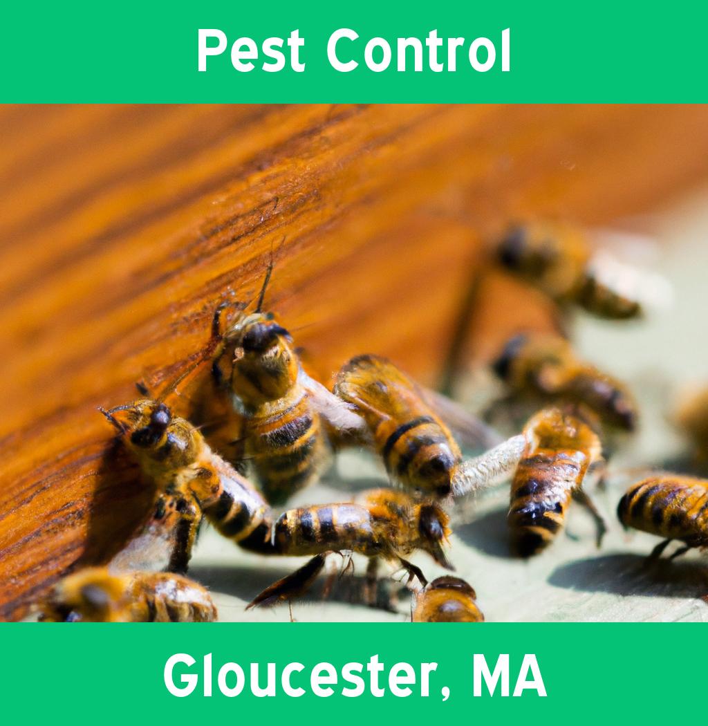 pest control in Gloucester Massachusetts