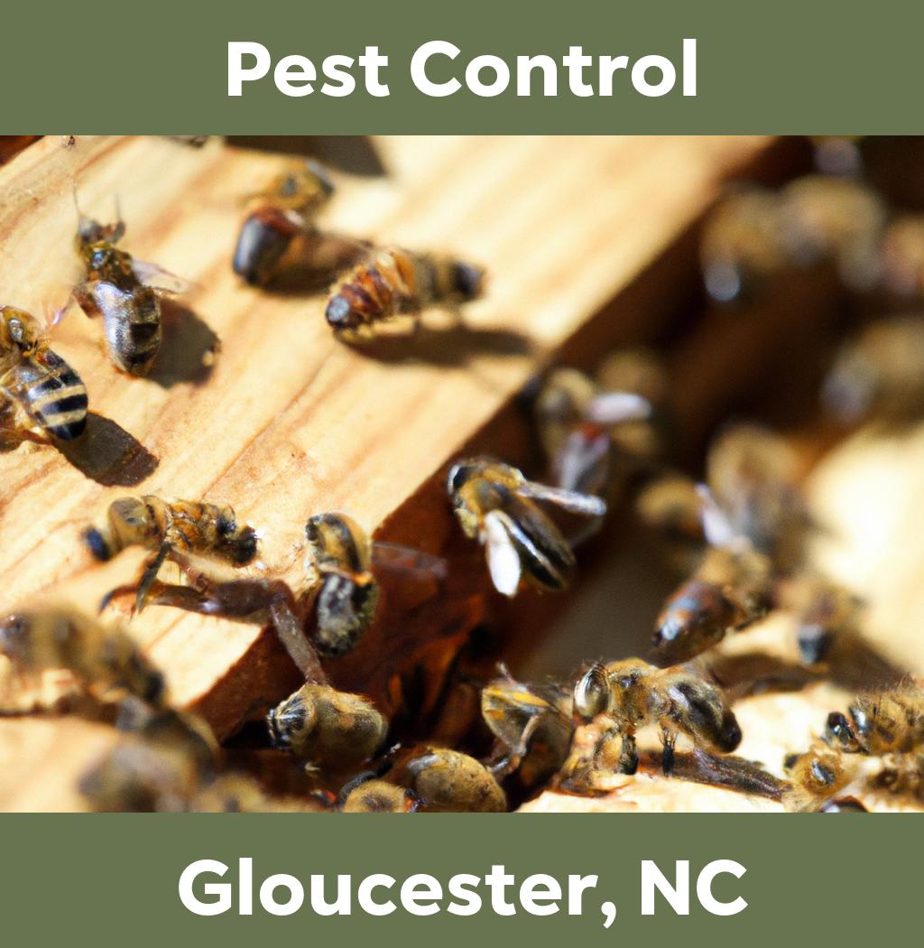 pest control in Gloucester North Carolina