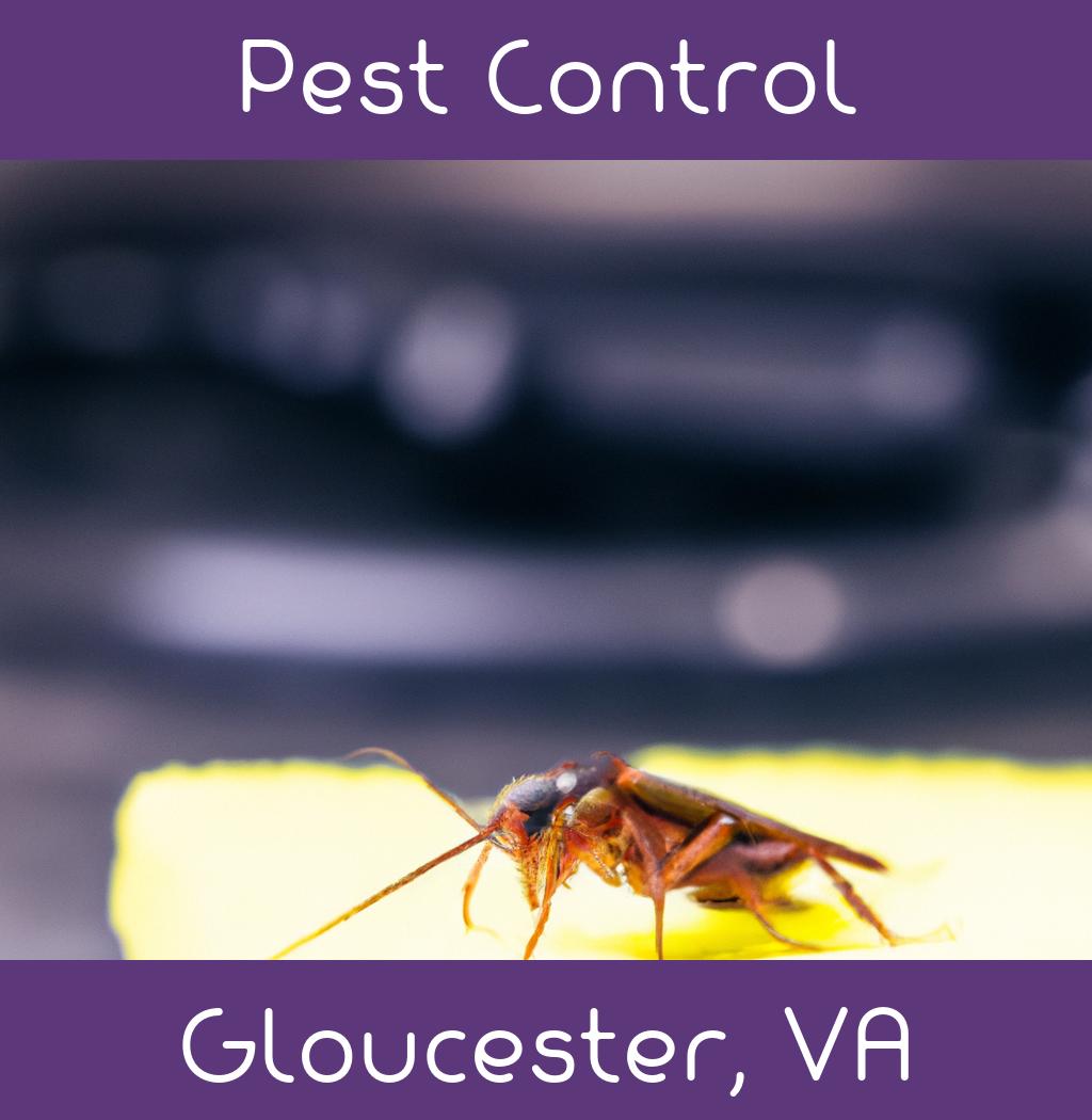 pest control in Gloucester Virginia