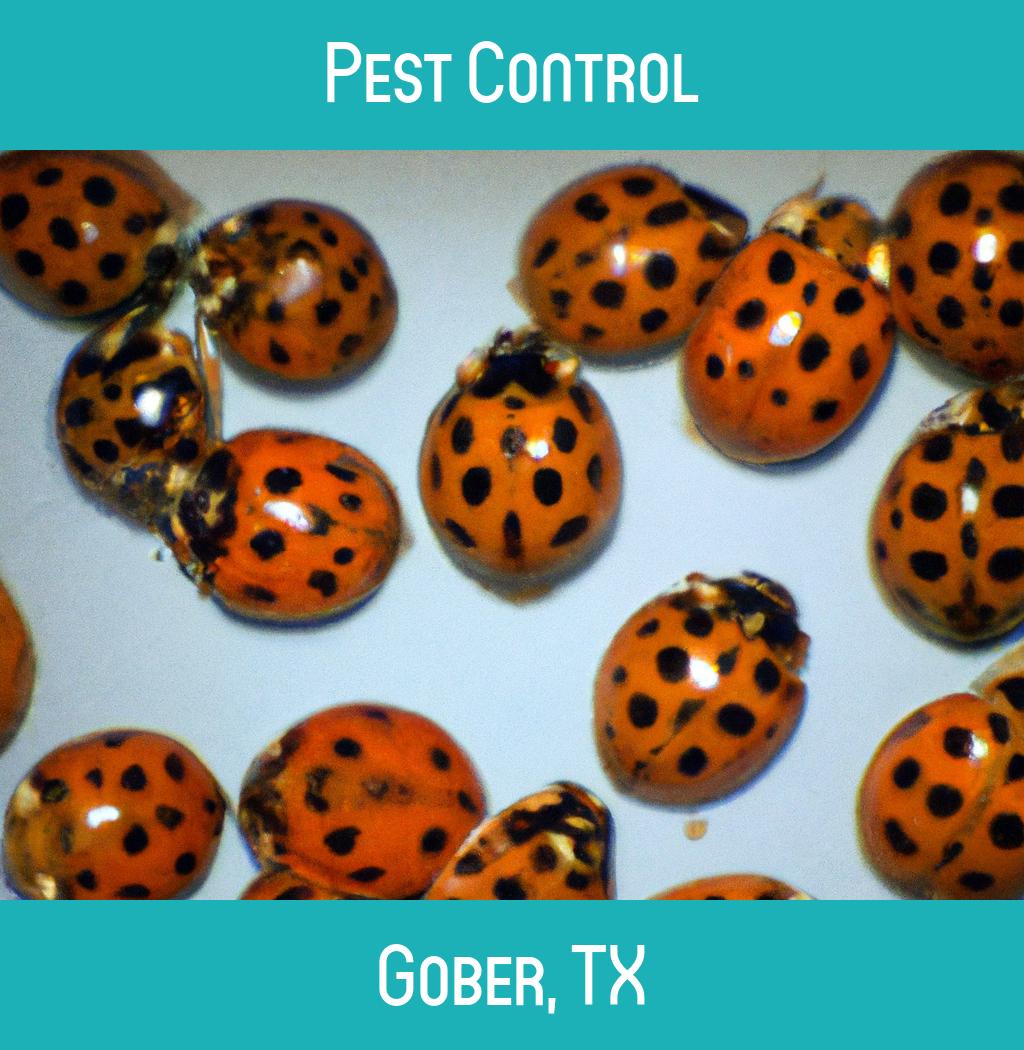 pest control in Gober Texas