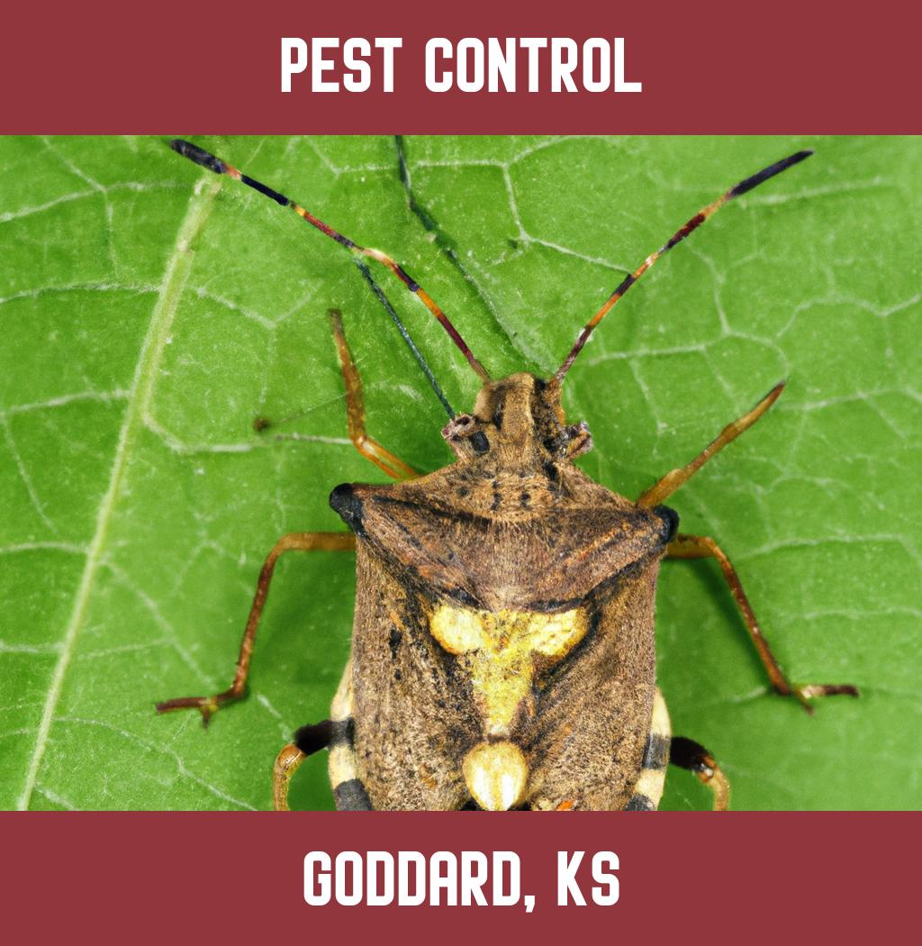 pest control in Goddard Kansas