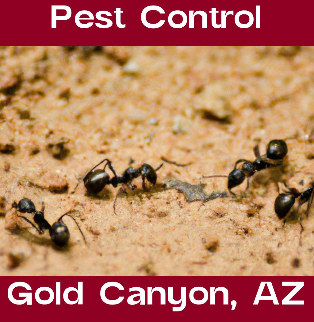 pest control in Gold Canyon Arizona
