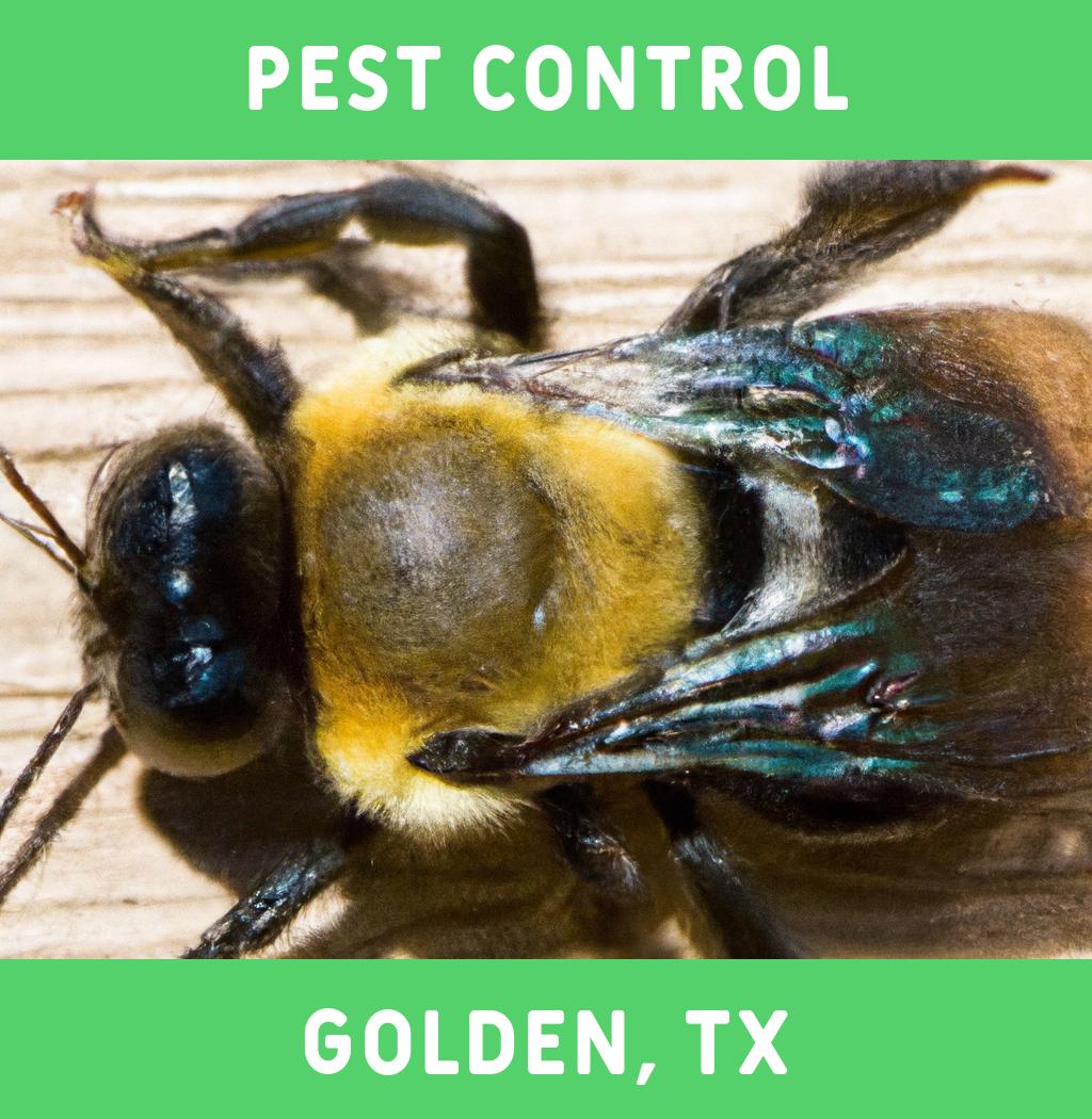 pest control in Golden Texas