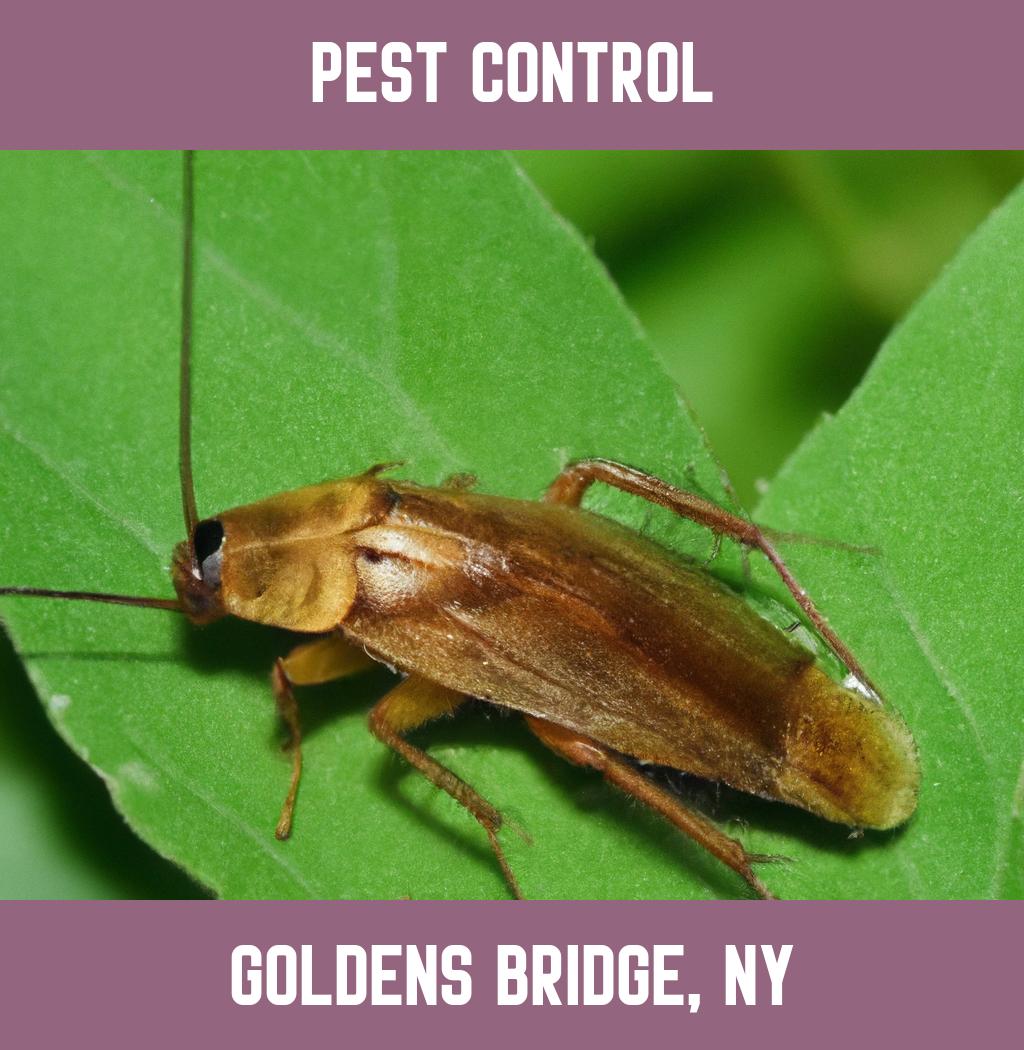 pest control in Goldens Bridge New York