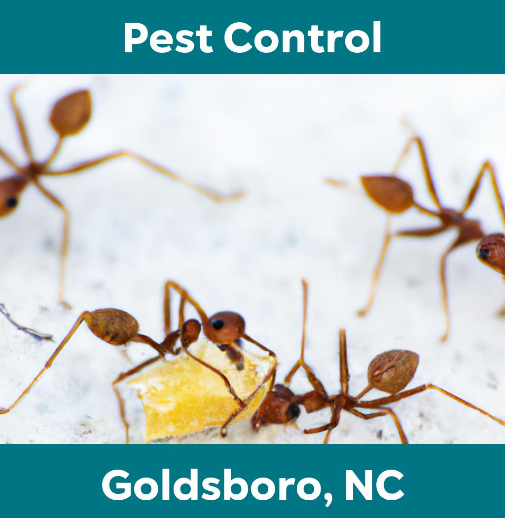 pest control in Goldsboro North Carolina