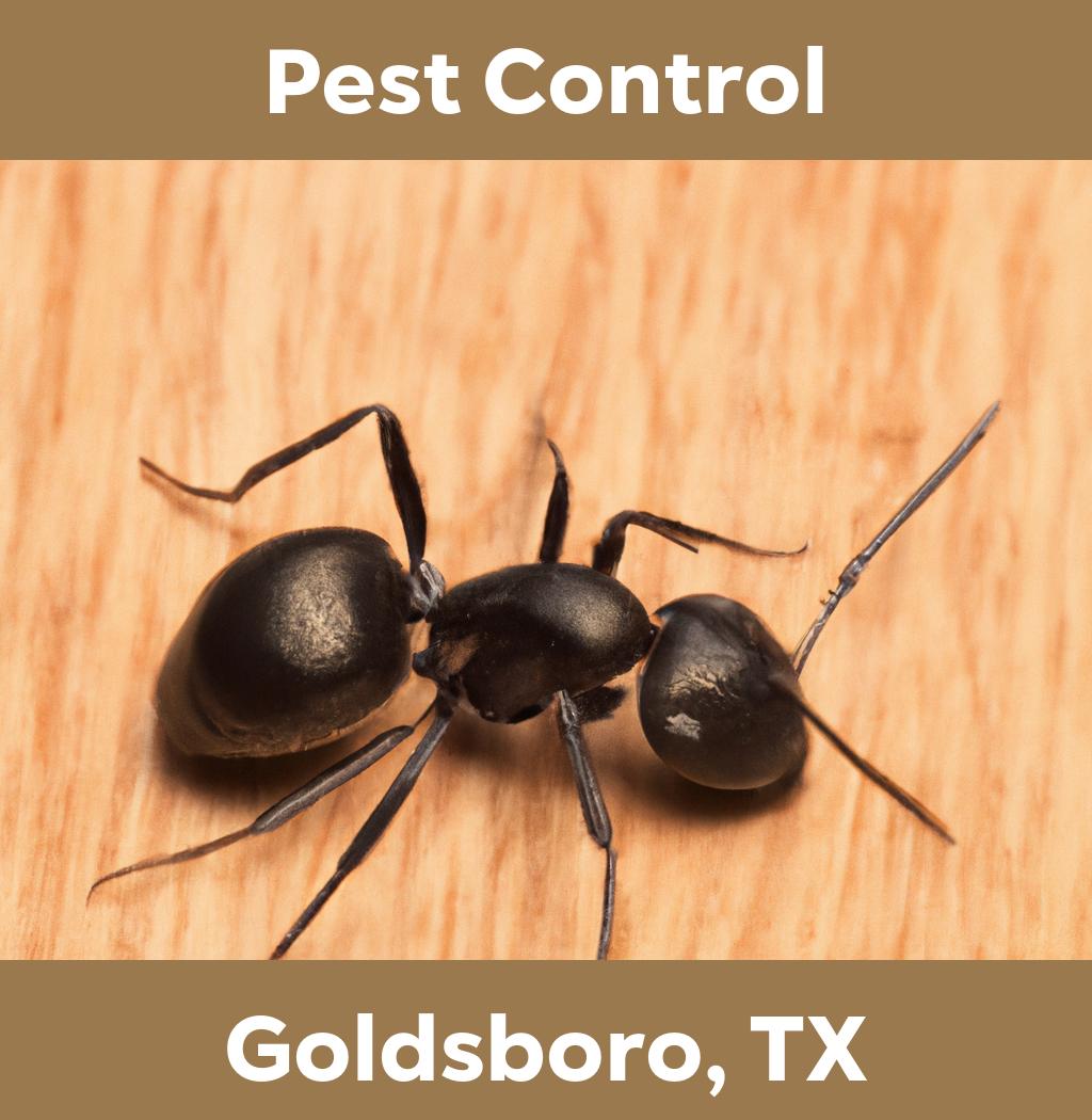 pest control in Goldsboro Texas