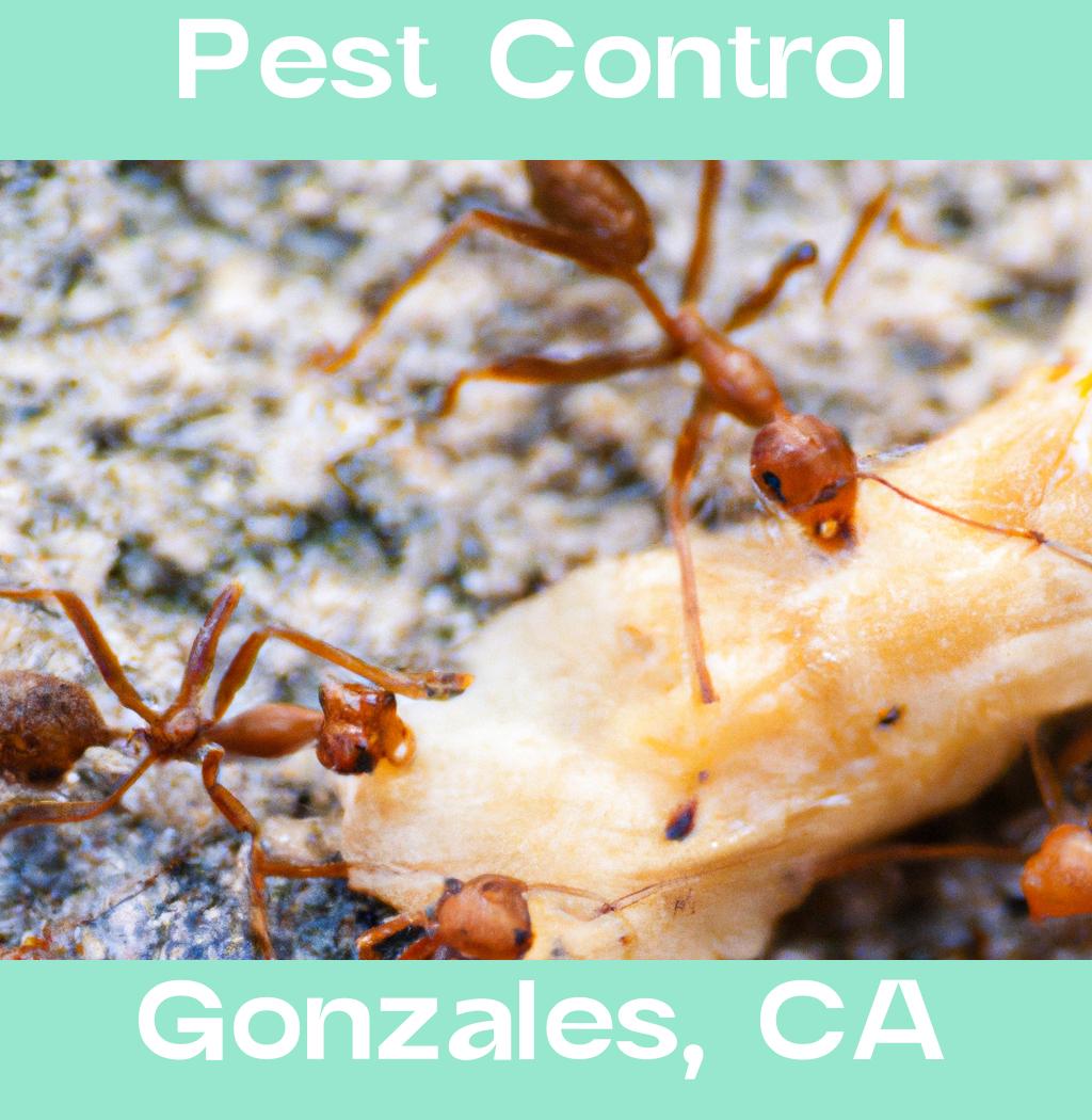 pest control in Gonzales California