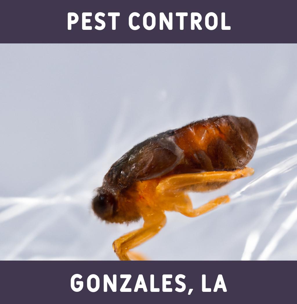 pest control in Gonzales Louisiana