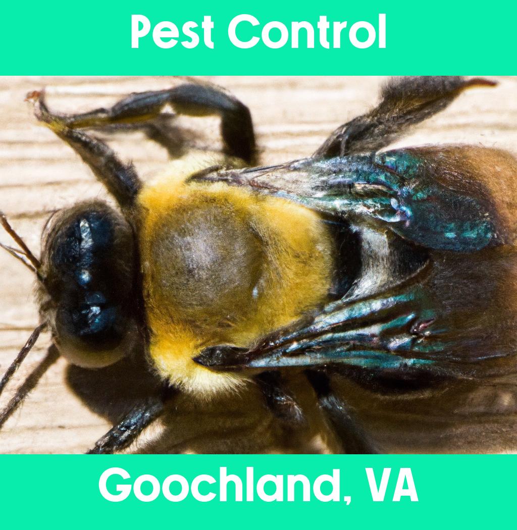 pest control in Goochland Virginia