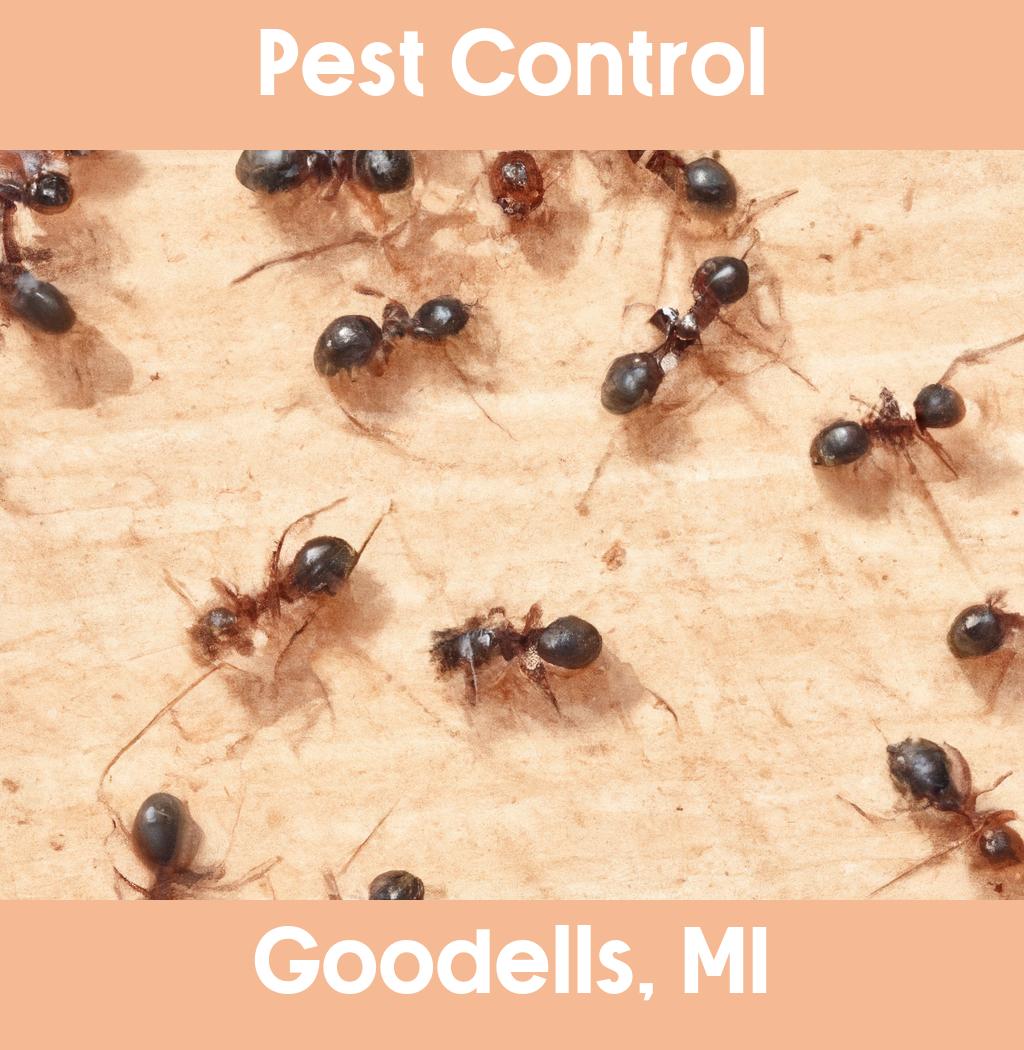 pest control in Goodells Michigan