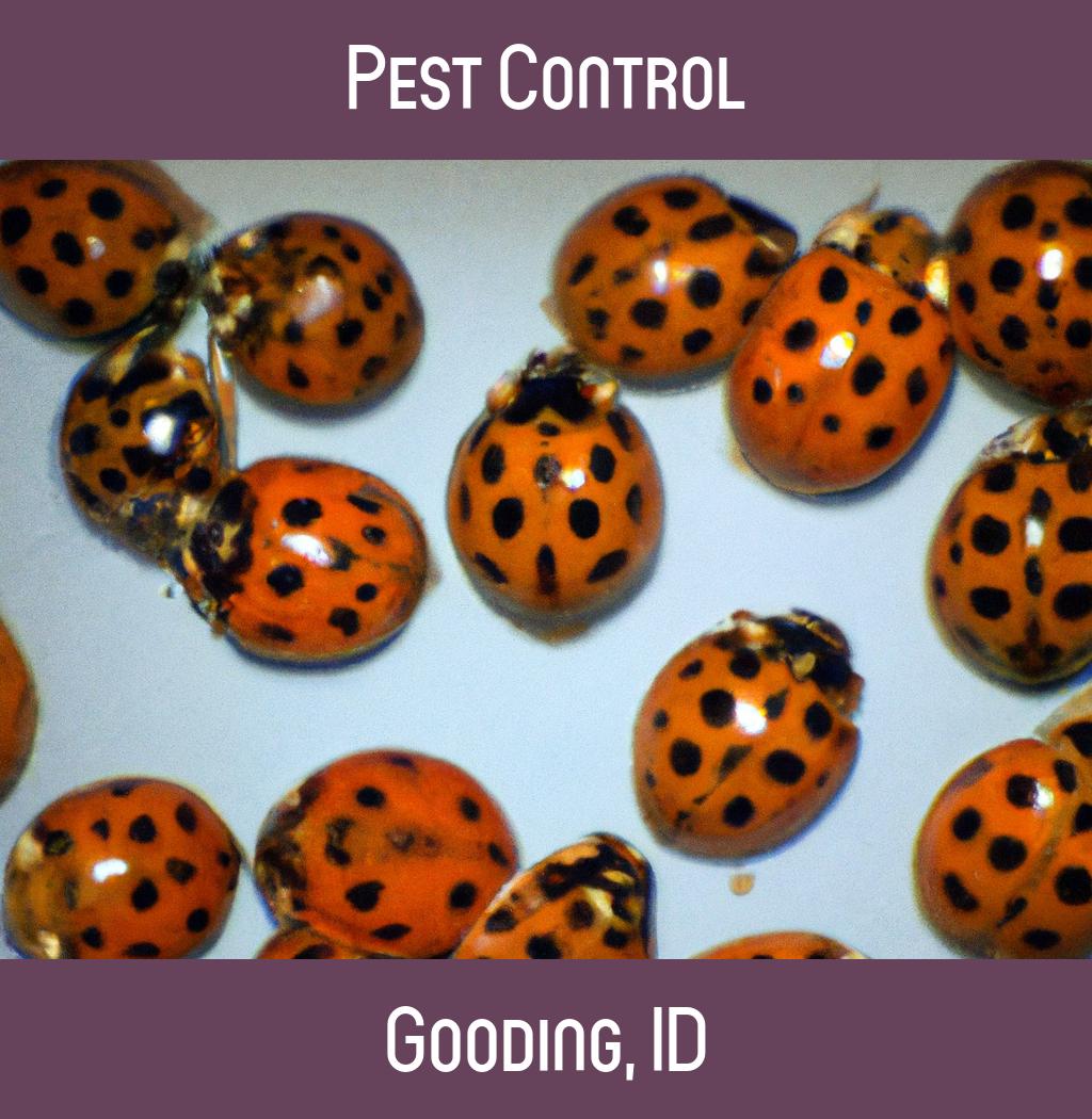 pest control in Gooding Idaho