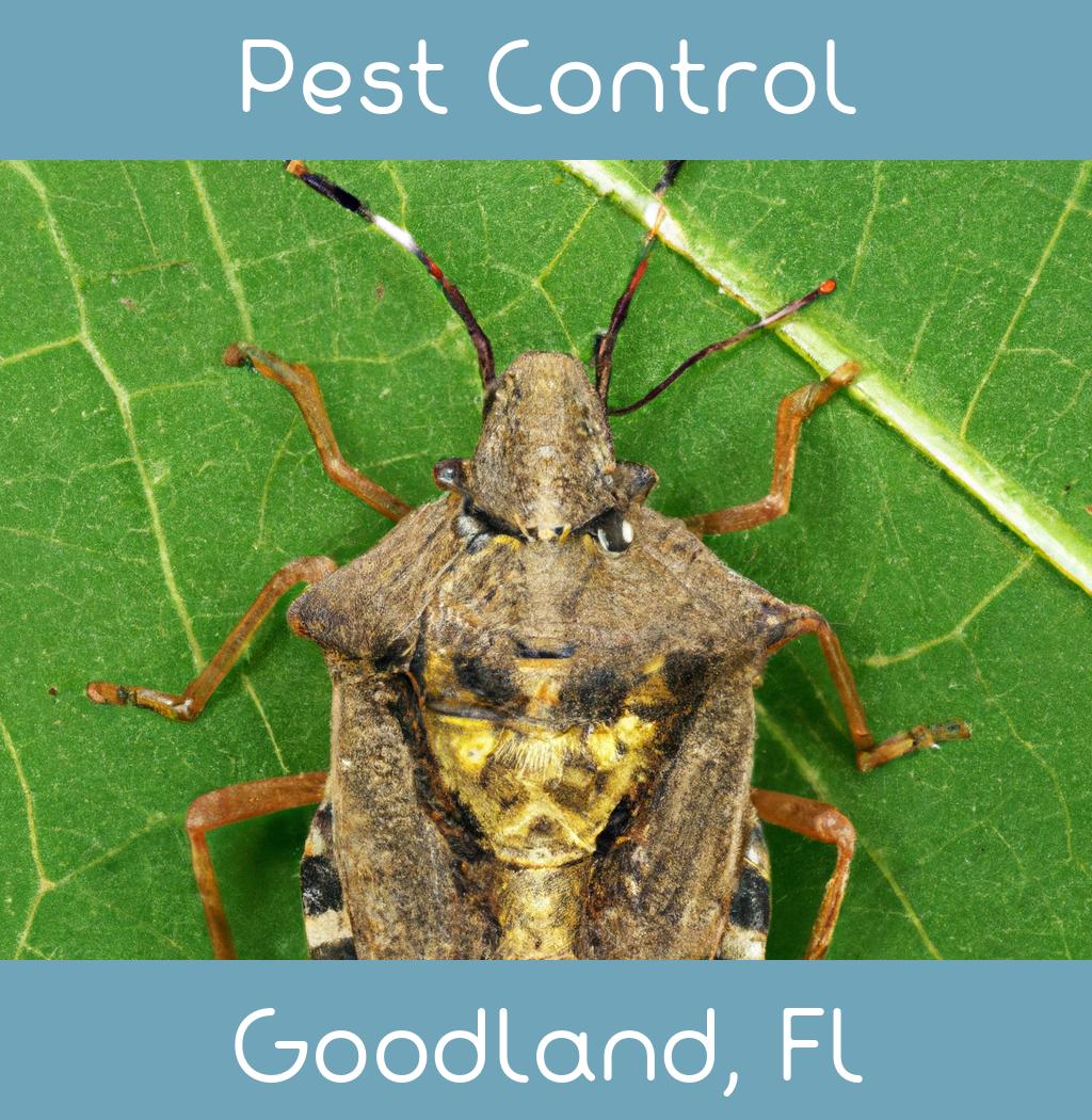 pest control in Goodland Florida