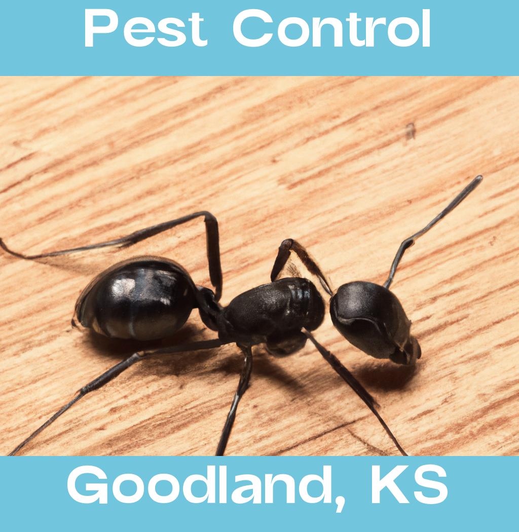 pest control in Goodland Kansas