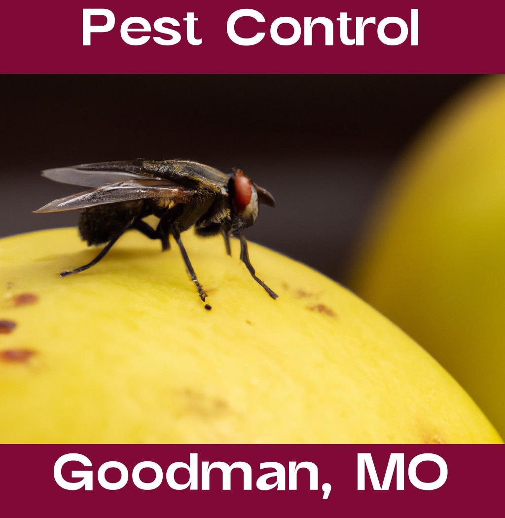 pest control in Goodman Missouri