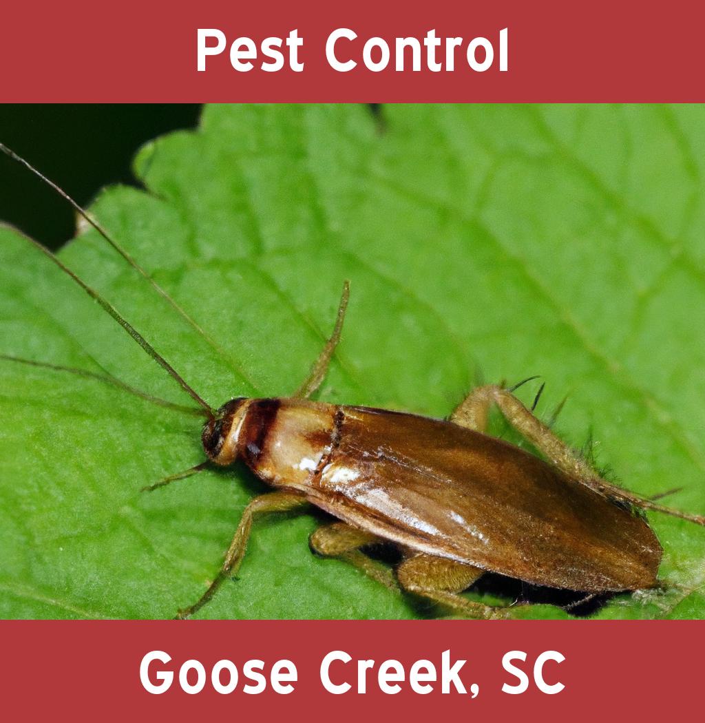 pest control in Goose Creek South Carolina