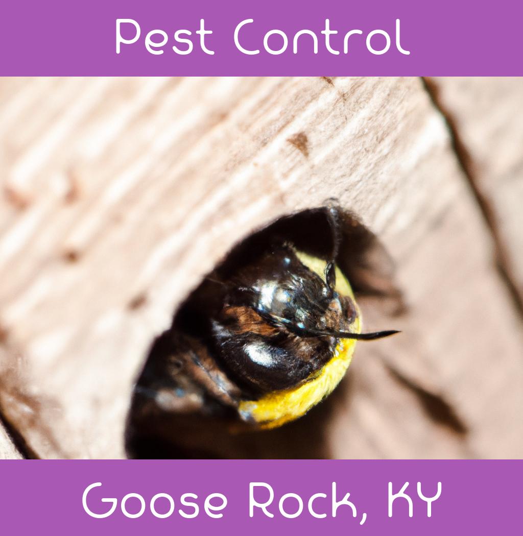 pest control in Goose Rock Kentucky