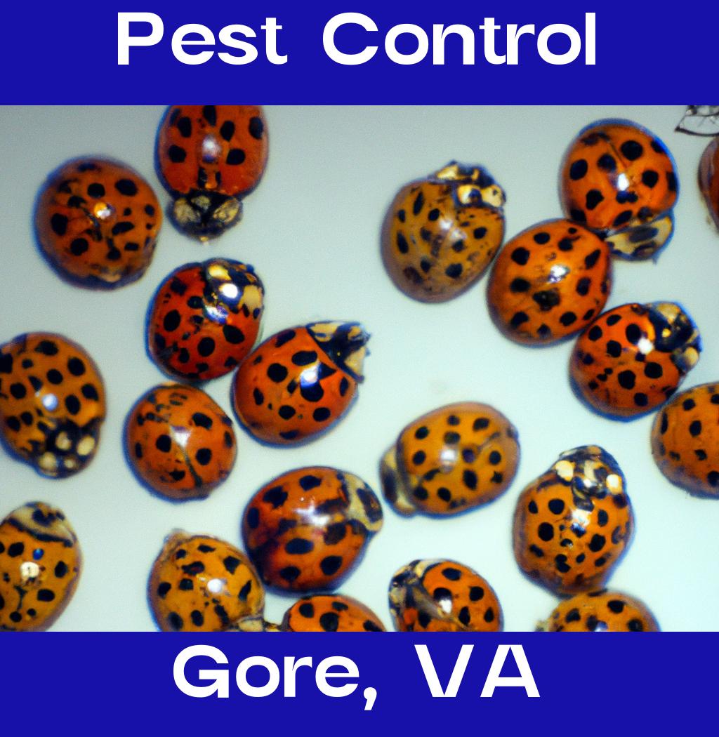 pest control in Gore Virginia