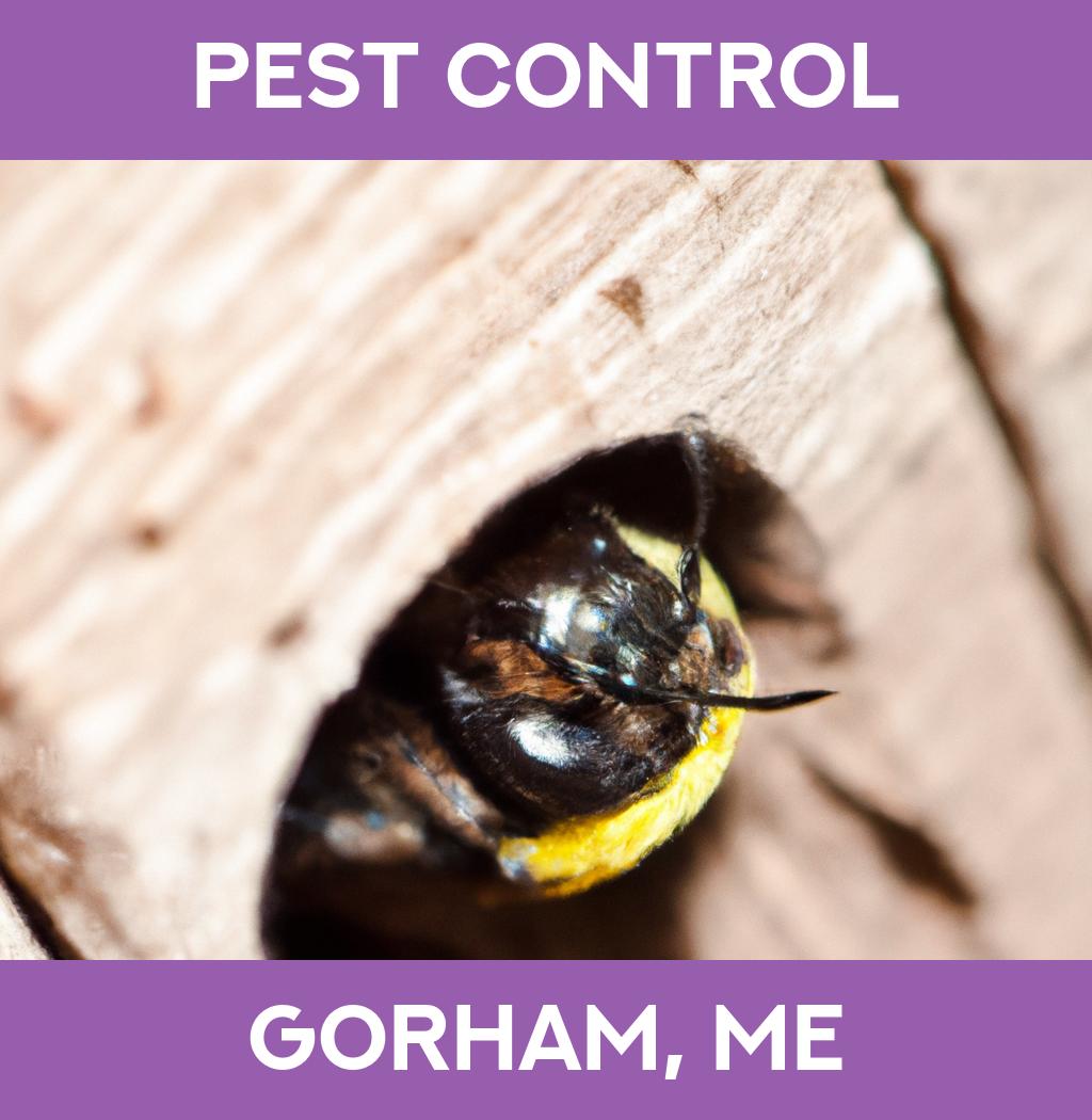 pest control in Gorham Maine
