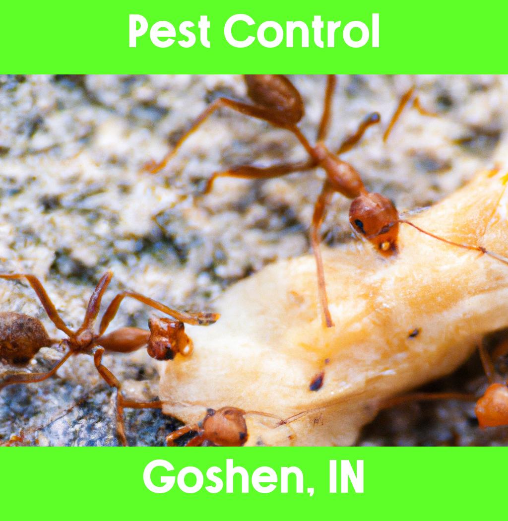 pest control in Goshen Indiana