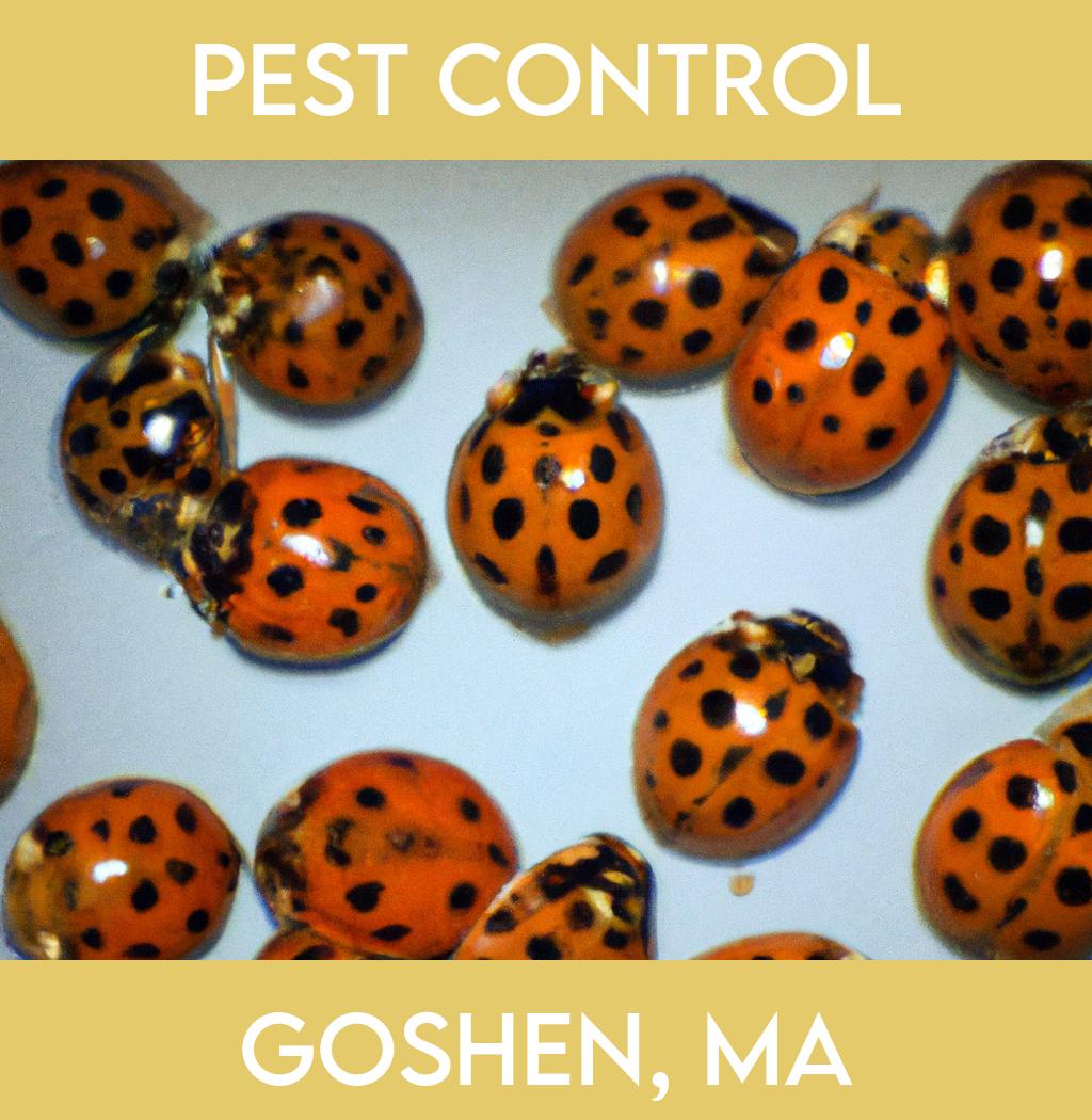 pest control in Goshen Massachusetts