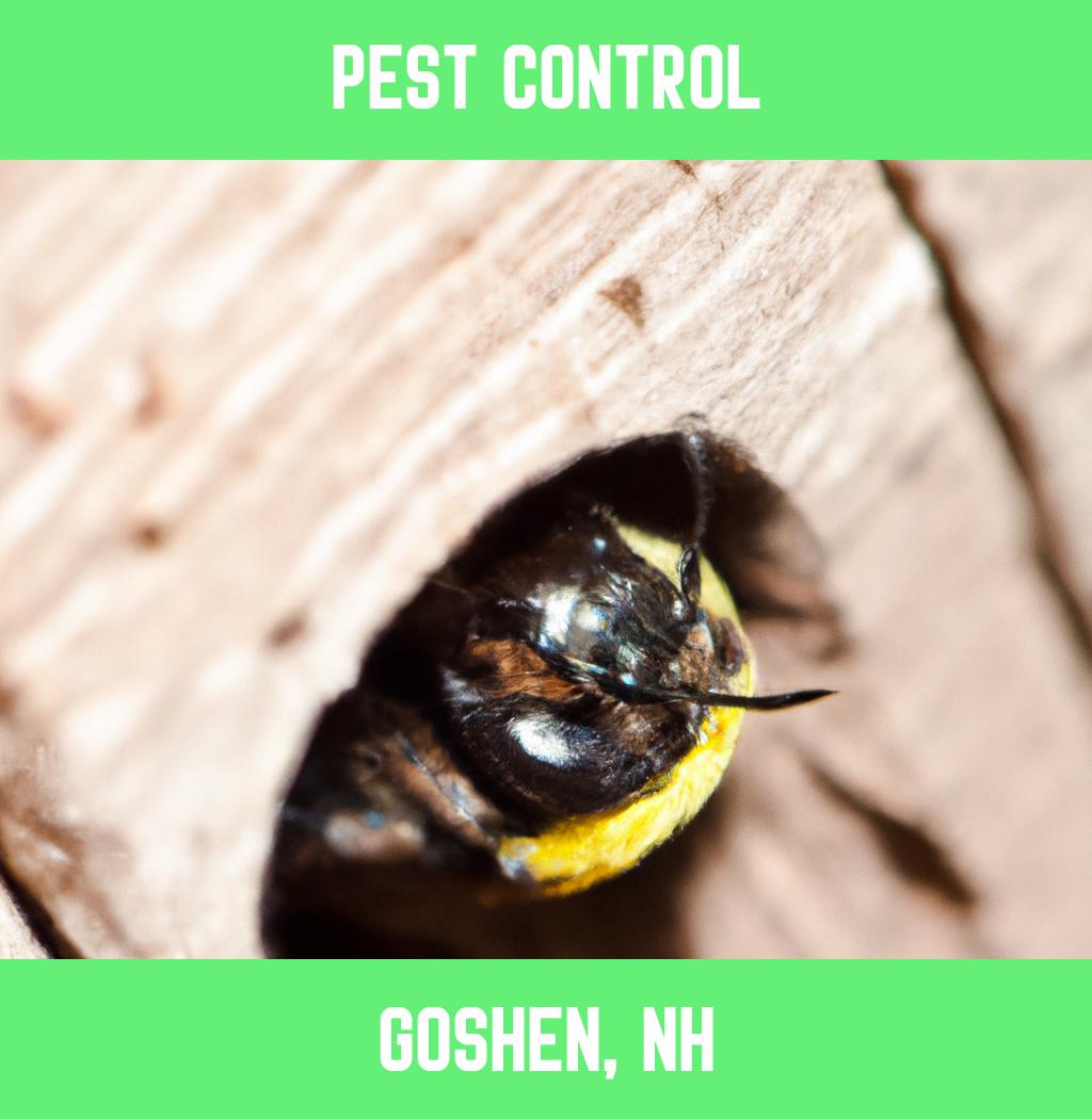 pest control in Goshen New Hampshire