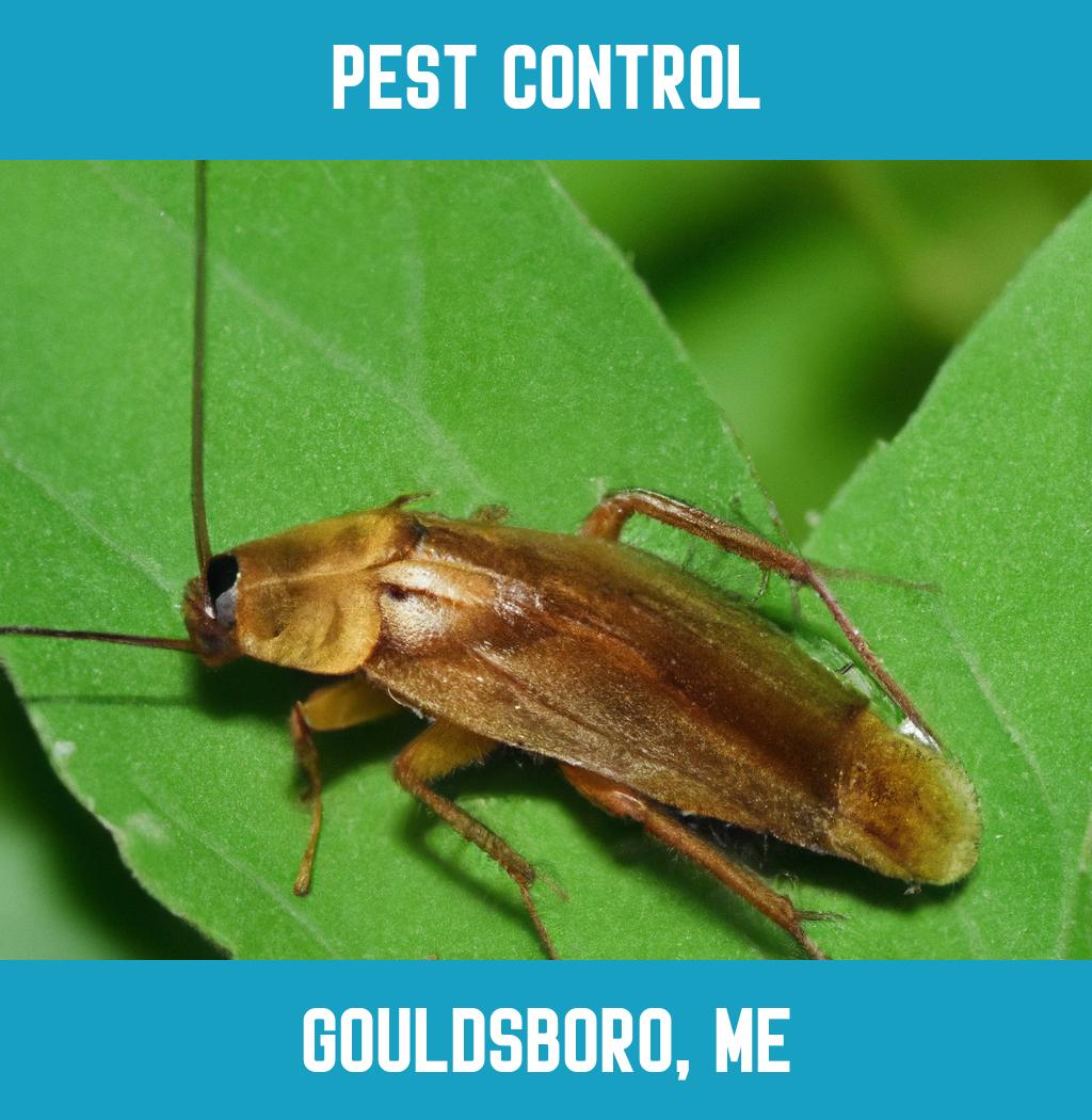 pest control in Gouldsboro Maine