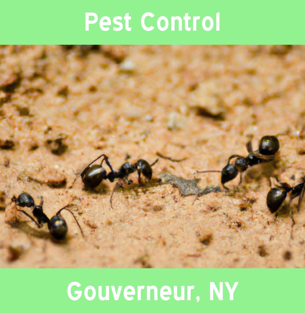 pest control in Gouverneur New York
