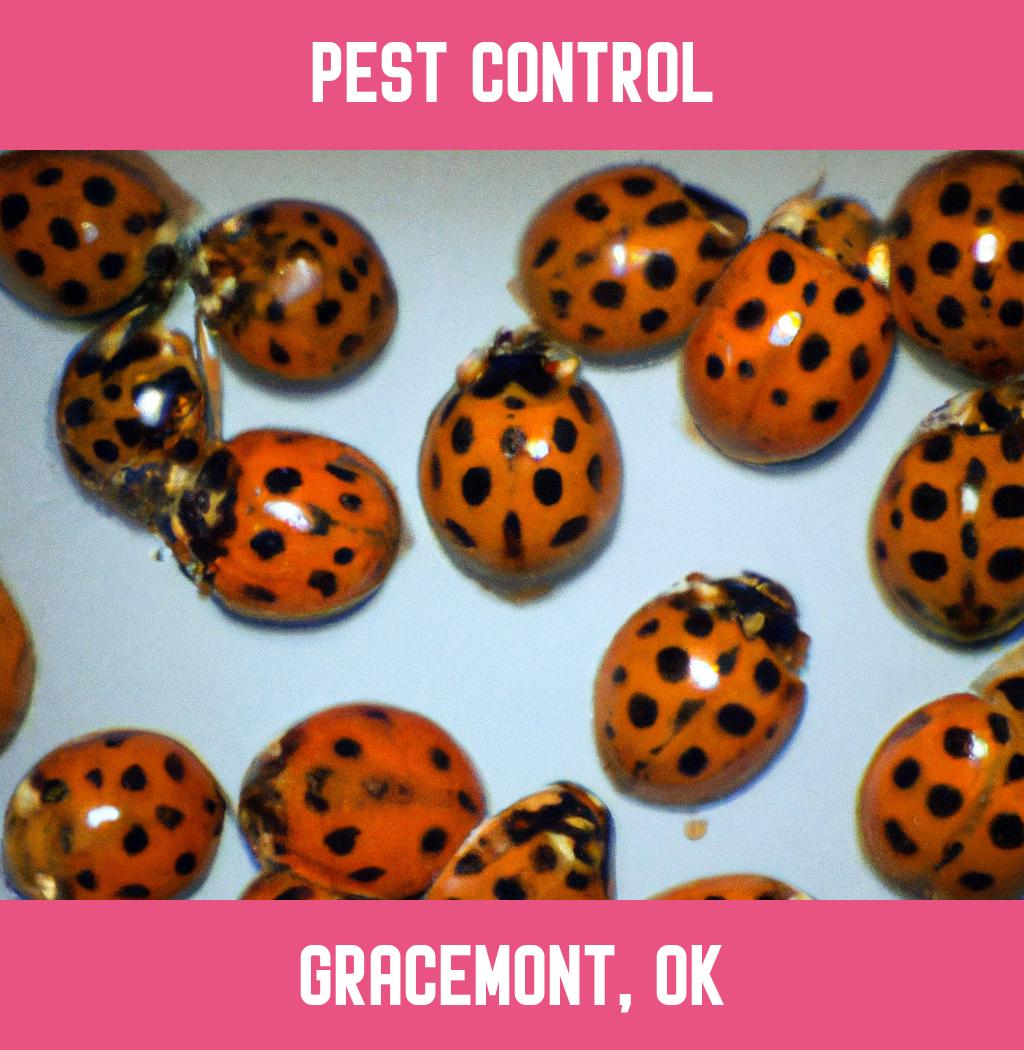 pest control in Gracemont Oklahoma