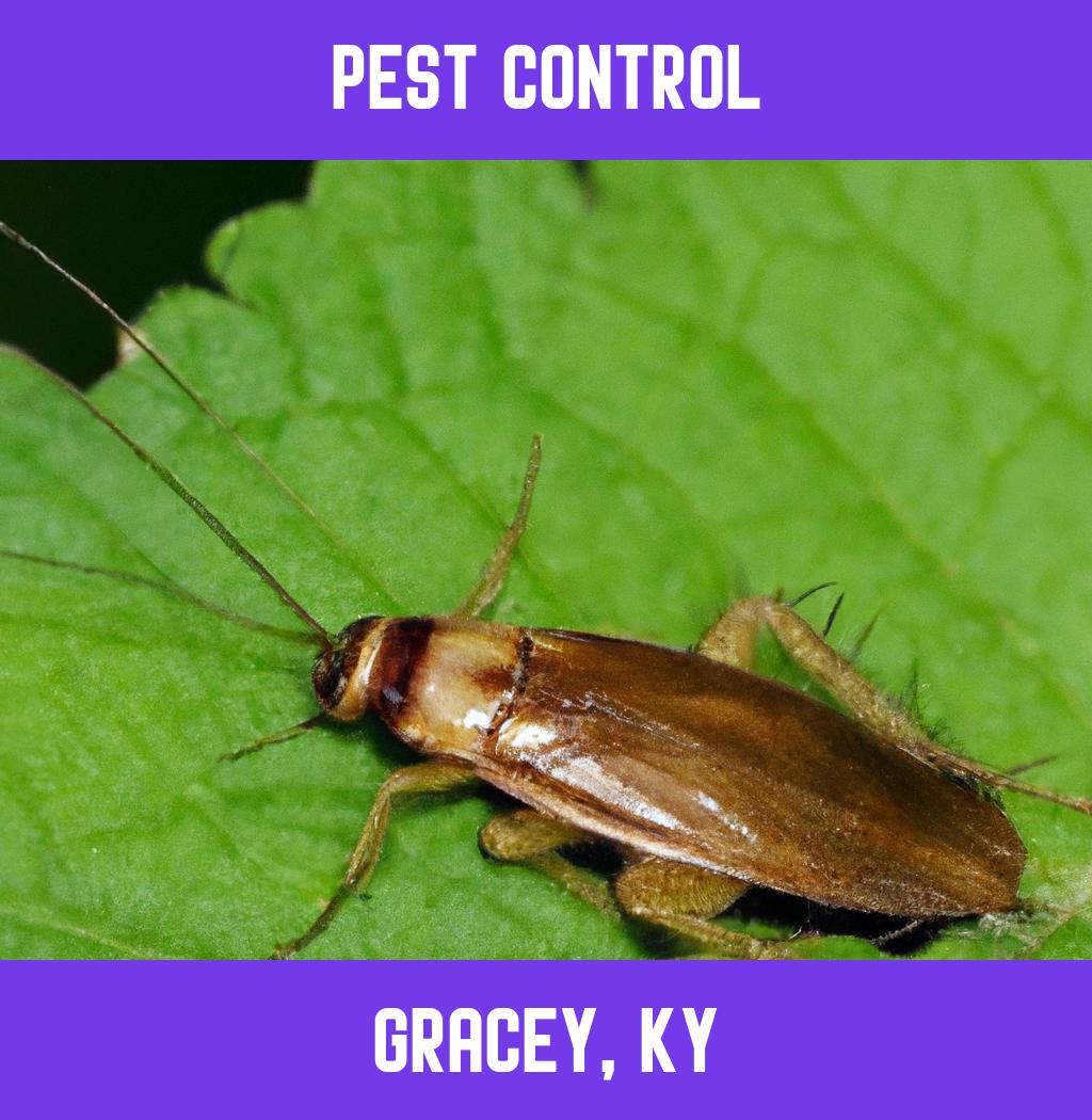 pest control in Gracey Kentucky