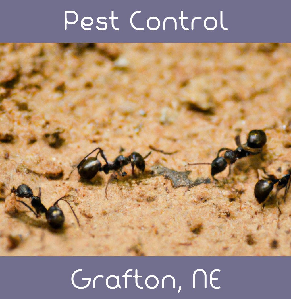 pest control in Grafton Nebraska